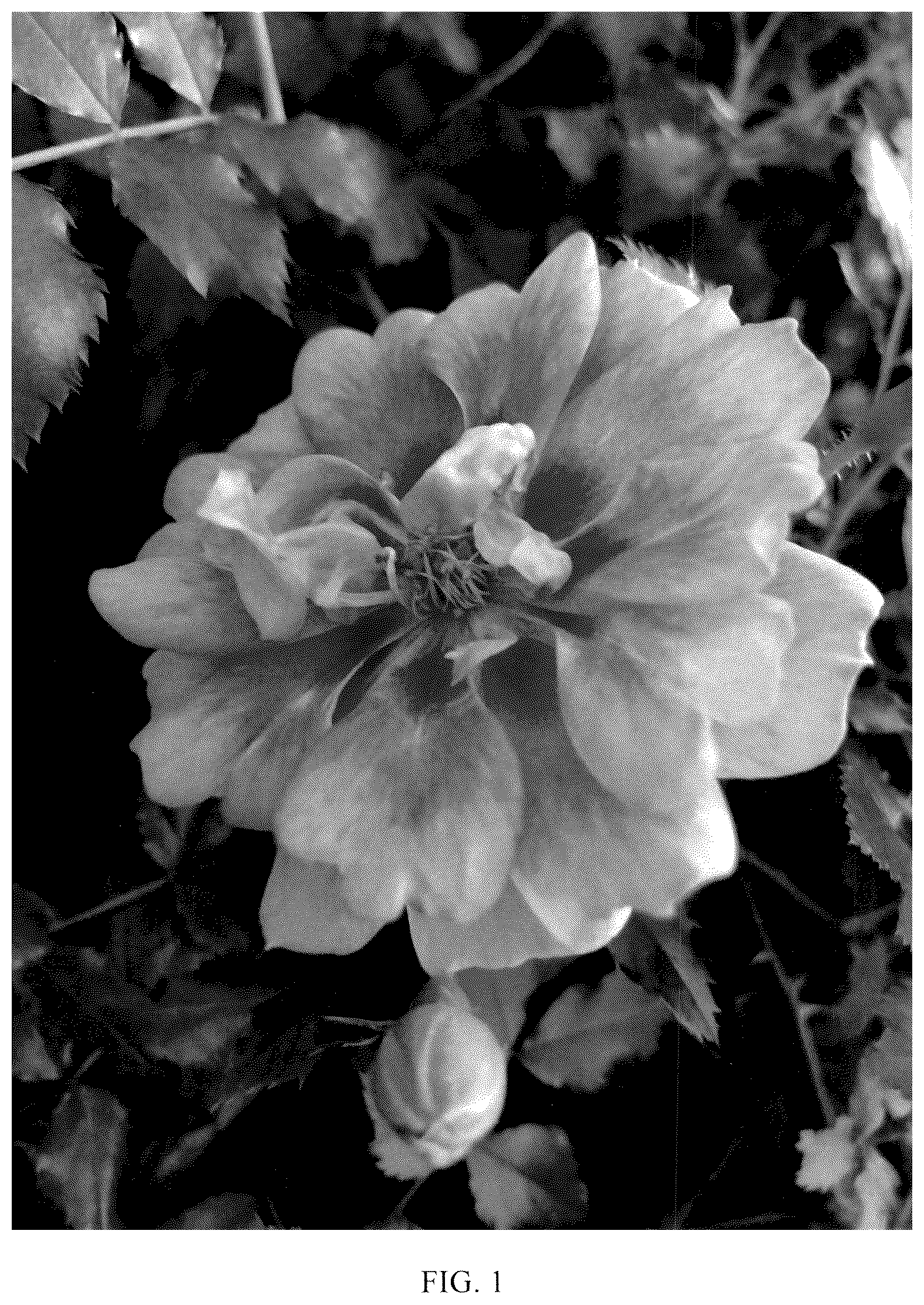 Patent USPP036317 — Rose plant named ‘KORhulth 005’ — Figure 1