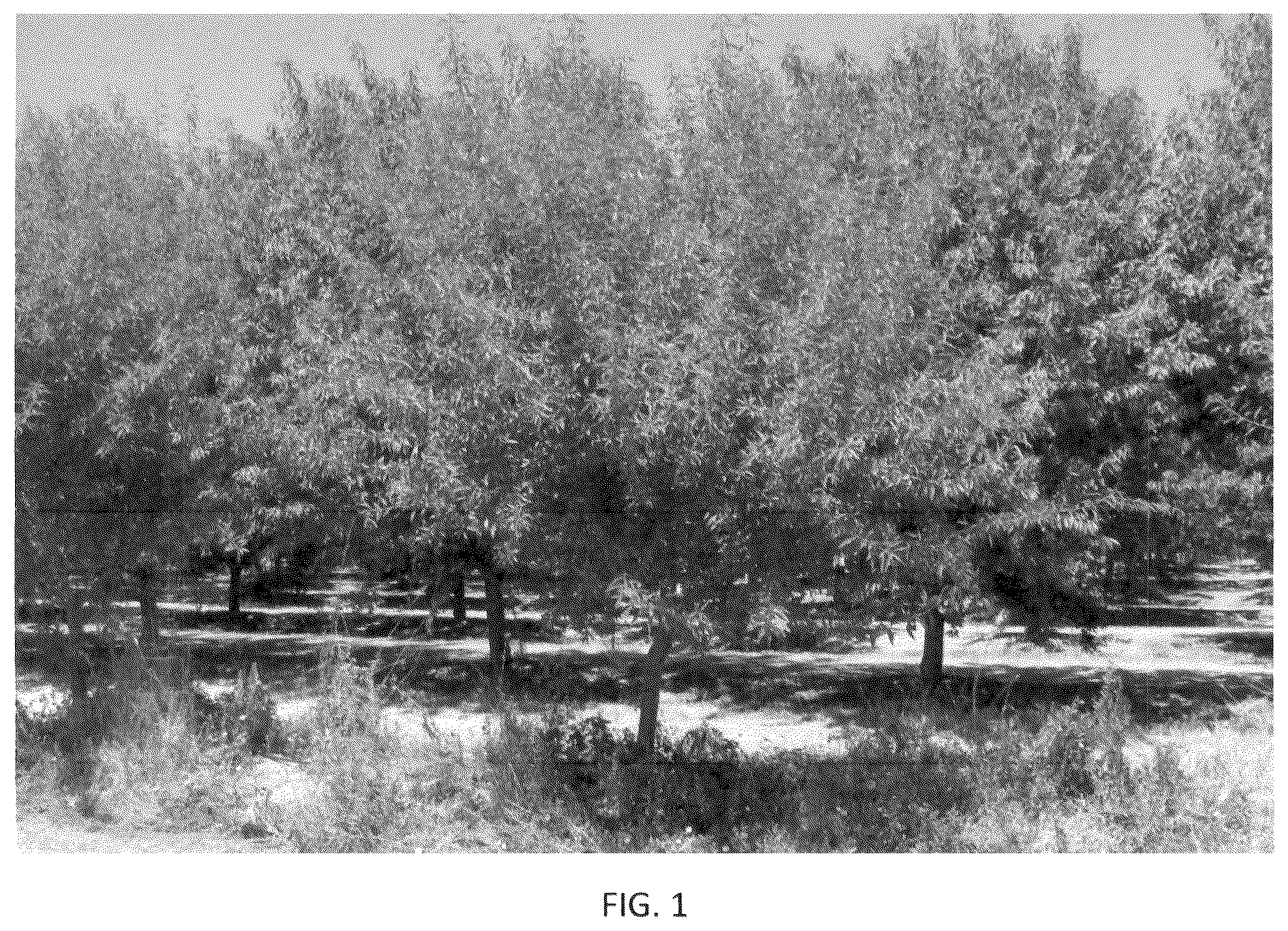 Patent USPP036318 — Almond tree named ‘PH-2019’ — Figure 1