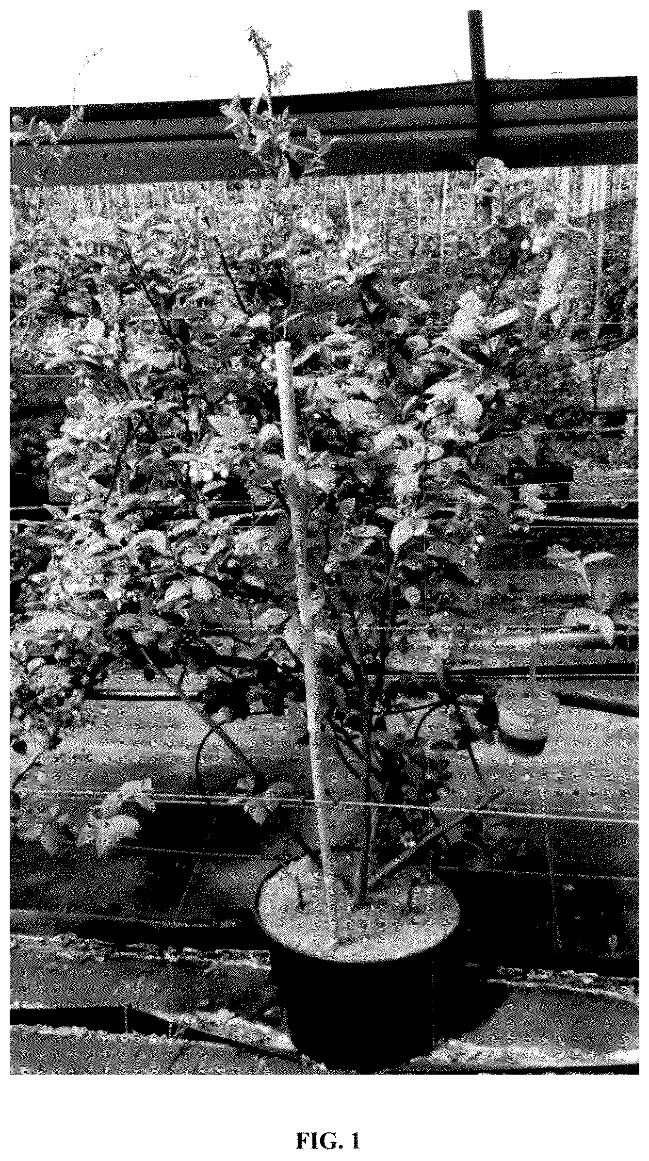 Patent USPP036319 — Vaccinium plant named ‘BWPBLUE02’ — Figure 1