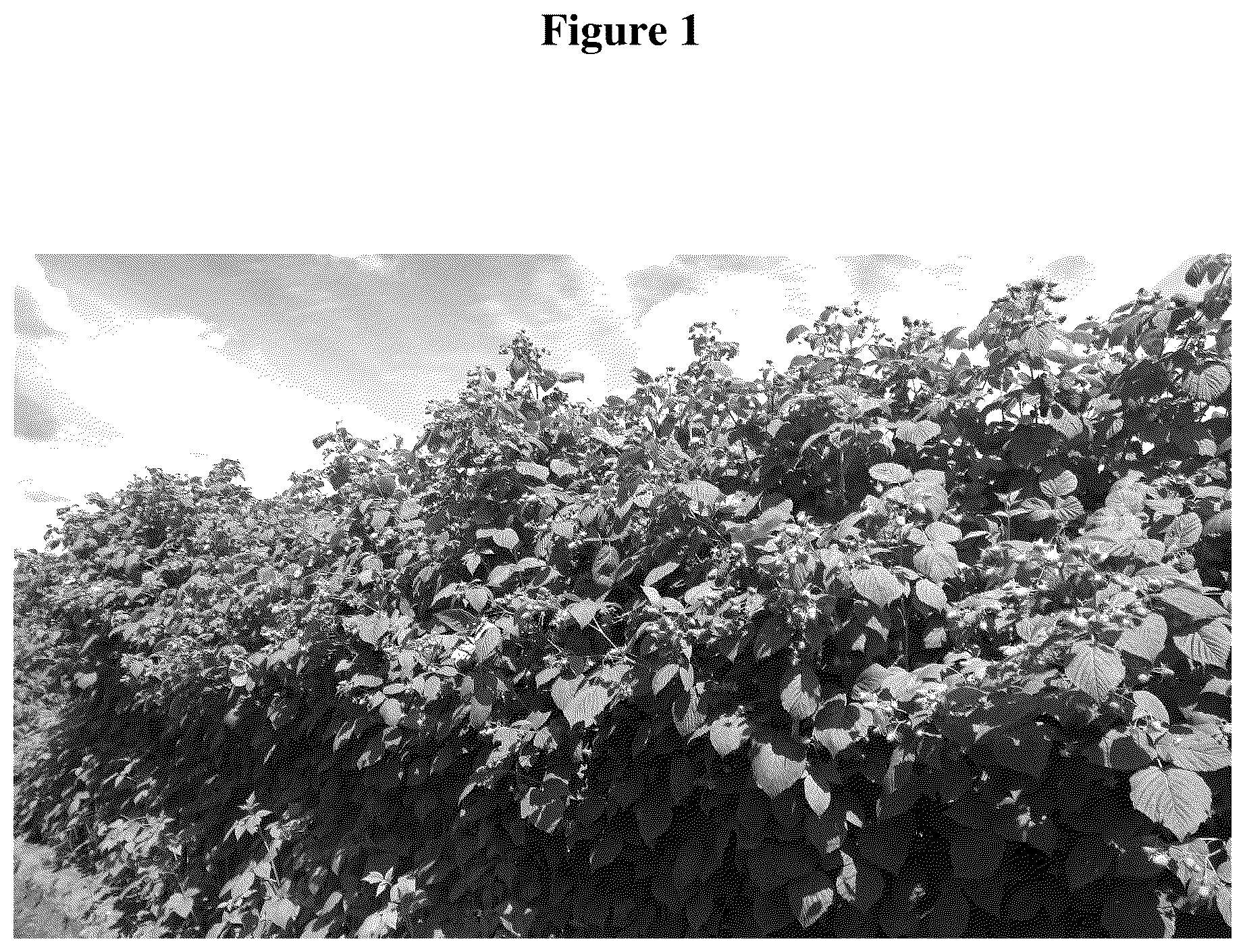 Patent USPP036320 — Raspberry plant named ‘WSU 2188’ — Figure 1