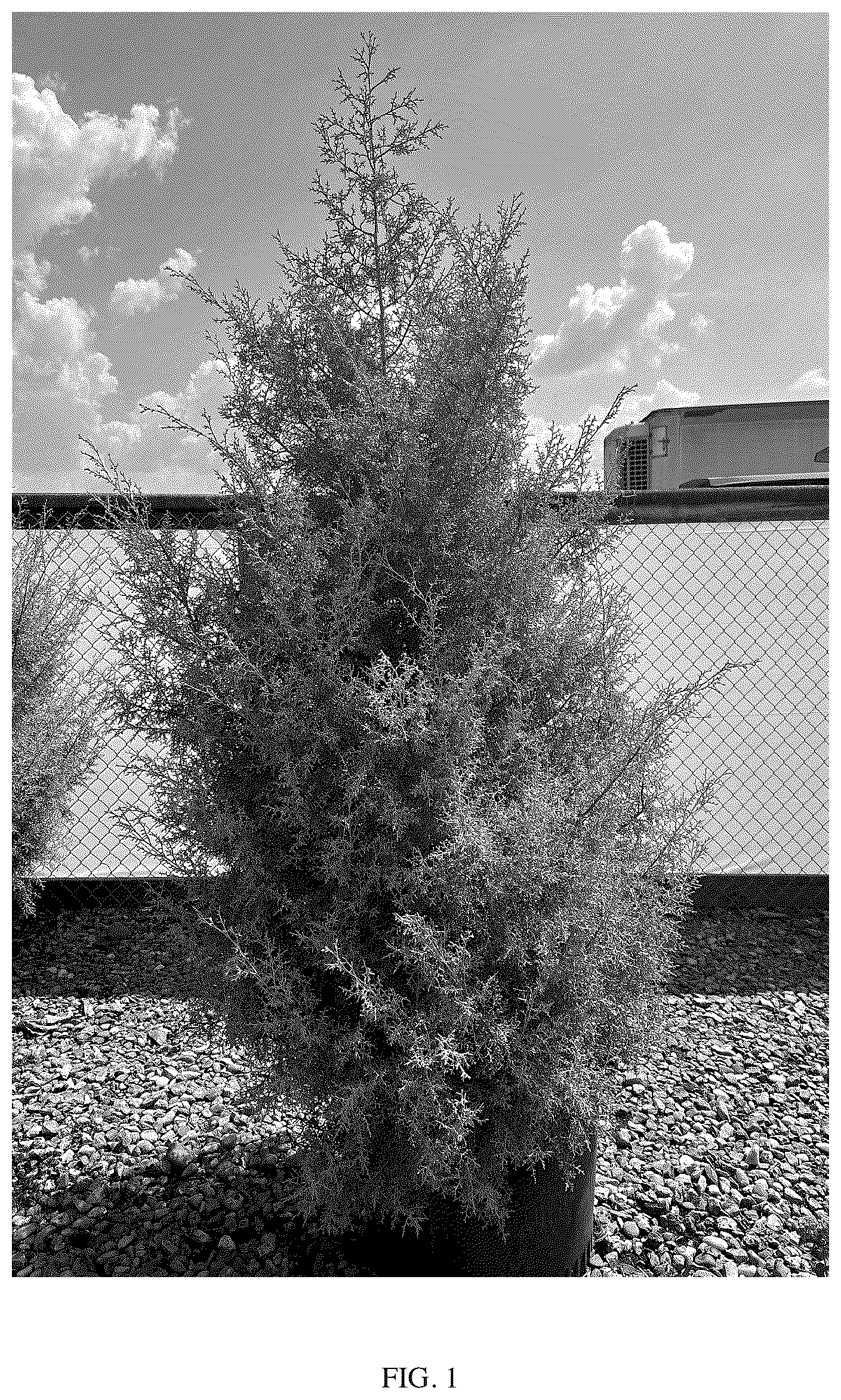Patent USPP036321 — Cupressus plant named ‘GRECQF’ — Figure 1