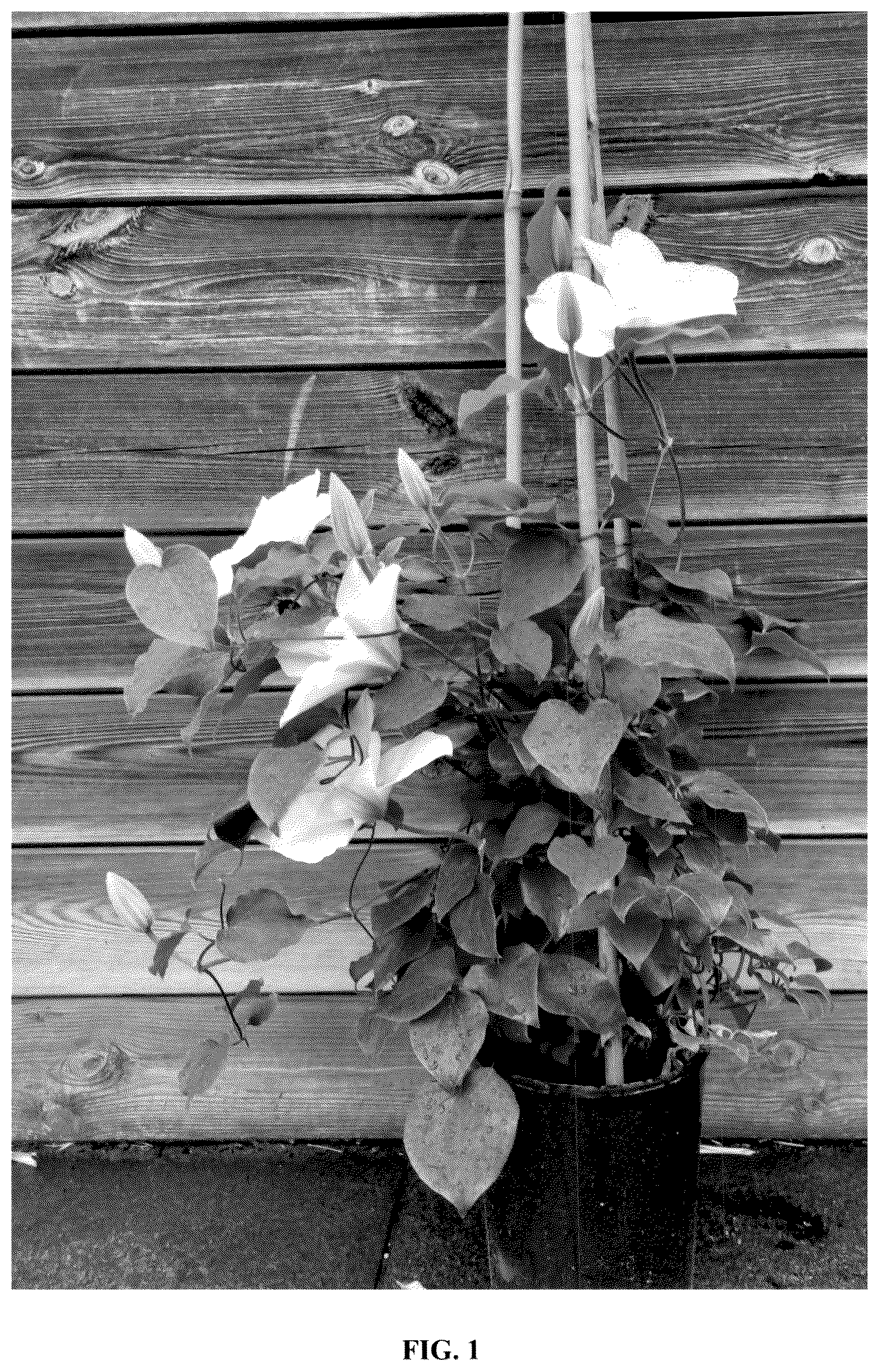 Patent USPP036322 — Clematis plant named ‘EviGsy153’ — Figure 1