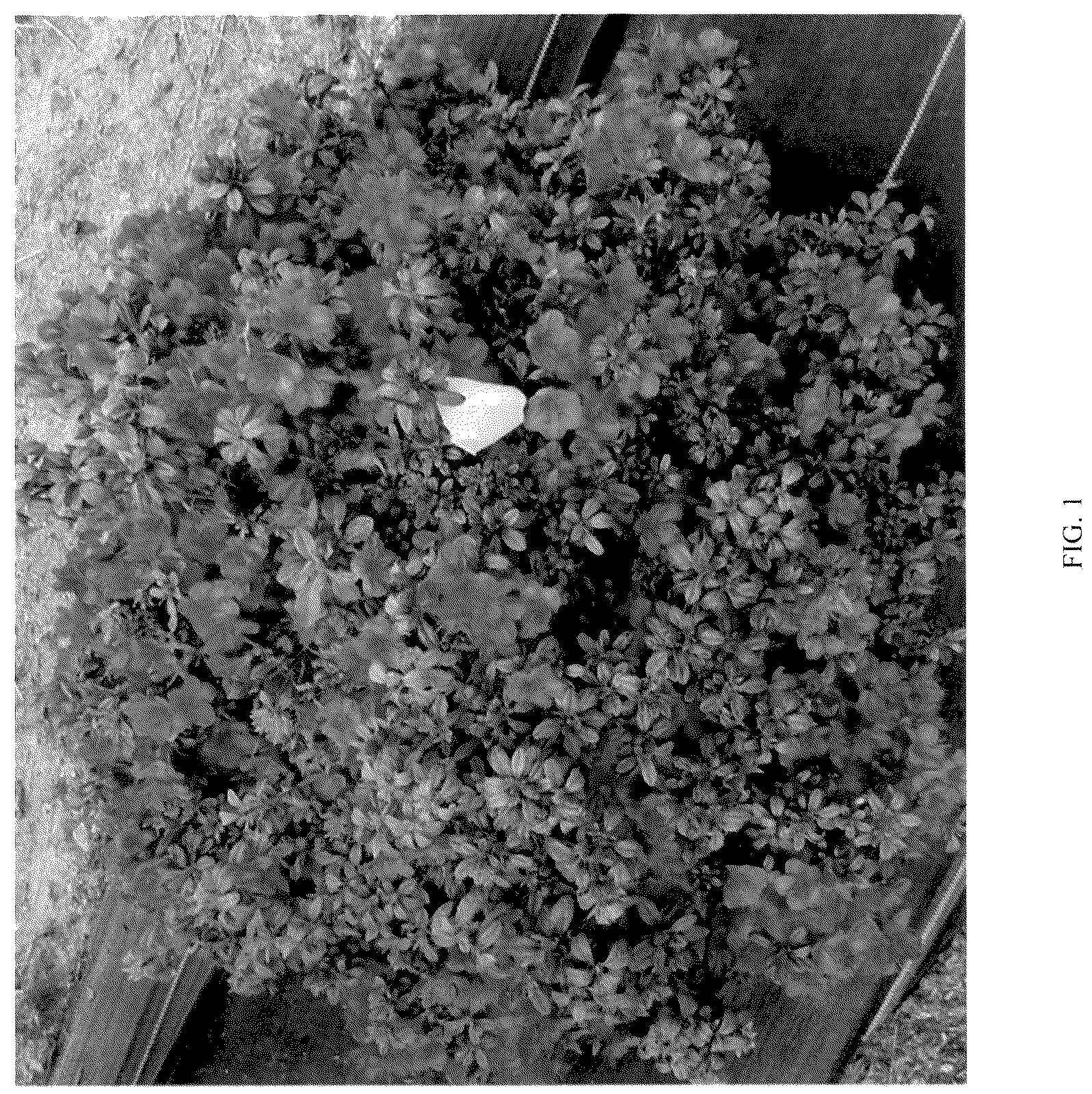 Patent USPP036323 — Rhododendron plant named ‘NCRX12’ — Figure 1