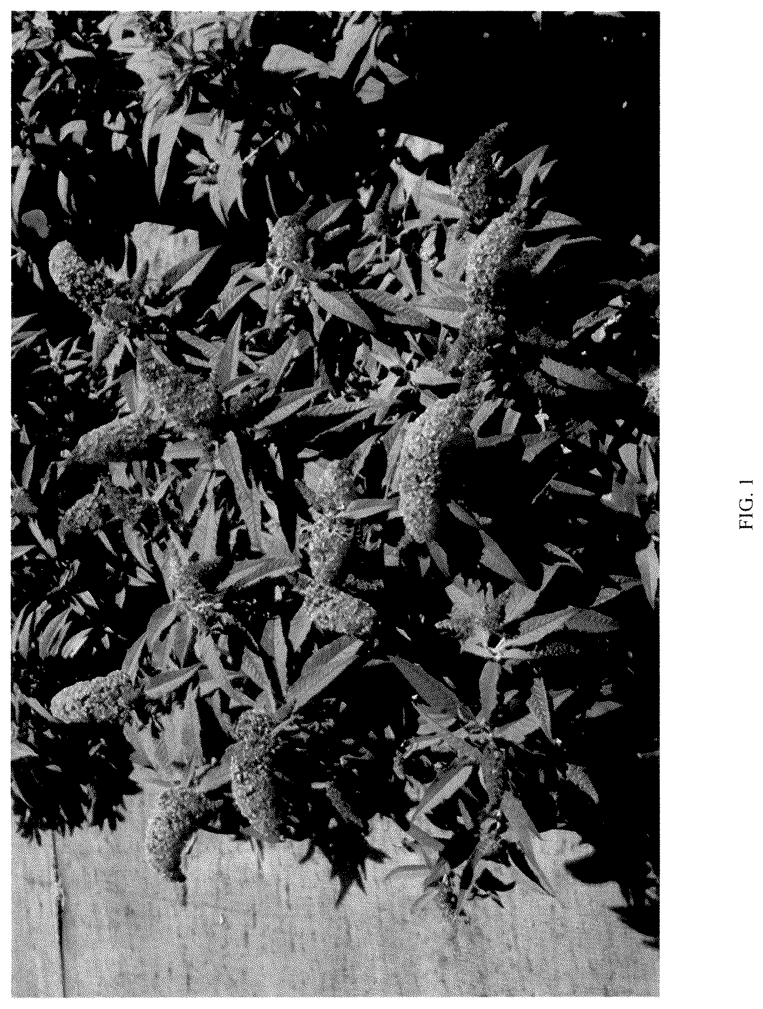 Patent USPP036324 Figure 1 – Buddleia plant named ‘BD-02-21’