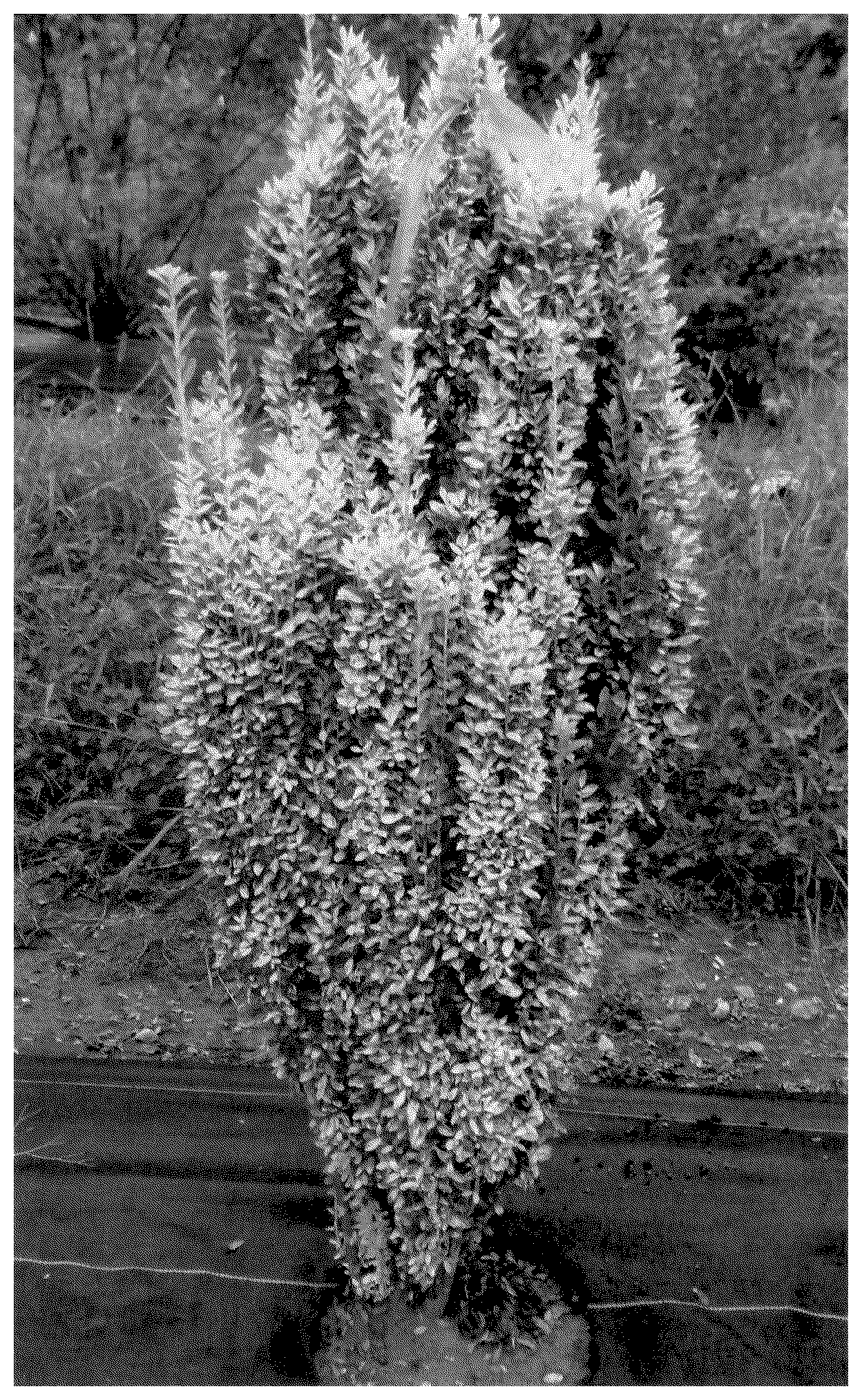 Patent USPP036325 Figure 1 – Ilex plant named ‘NCIC2’