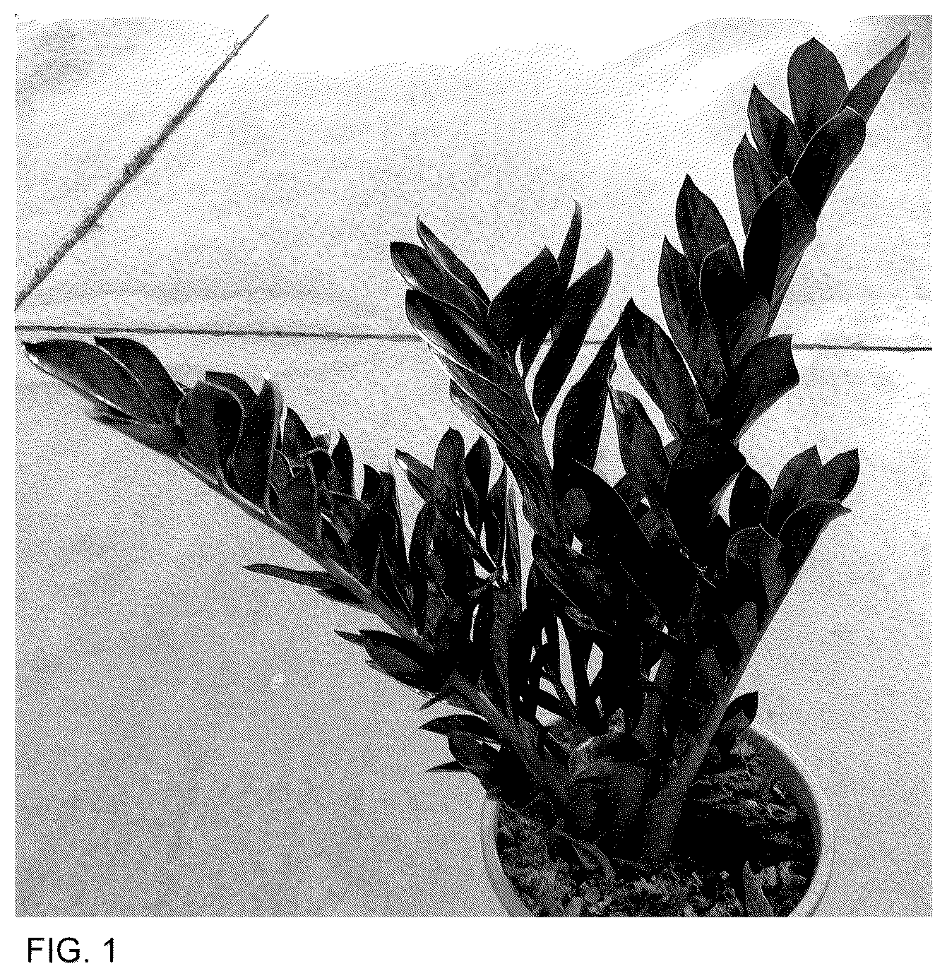Patent USPP036326 Figure 1 – Zamioculcas plant named ‘Heemsbla’