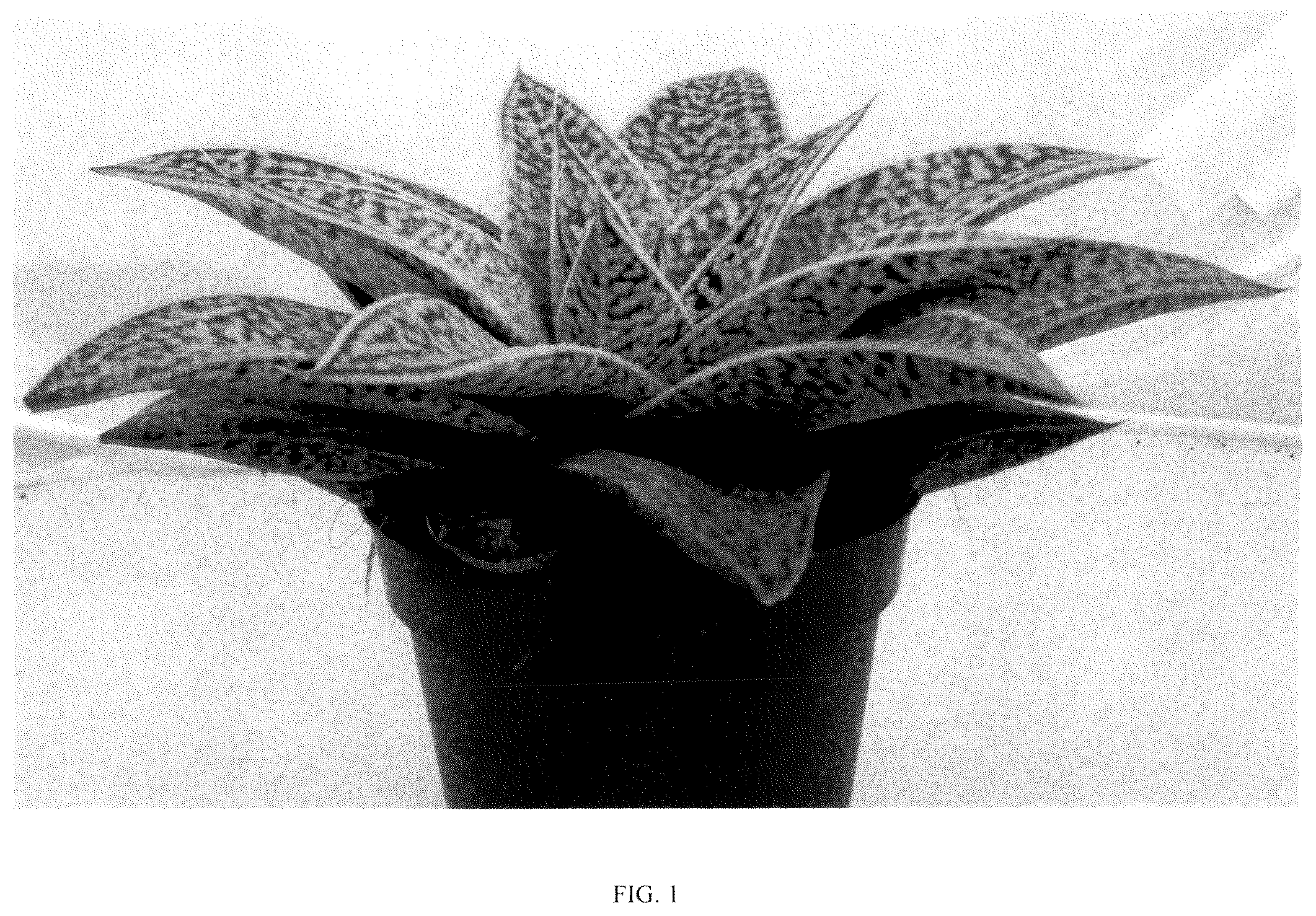 Patent USPP036327 — Gasteraloe plant named ‘BINL-19076’ — Figure 1