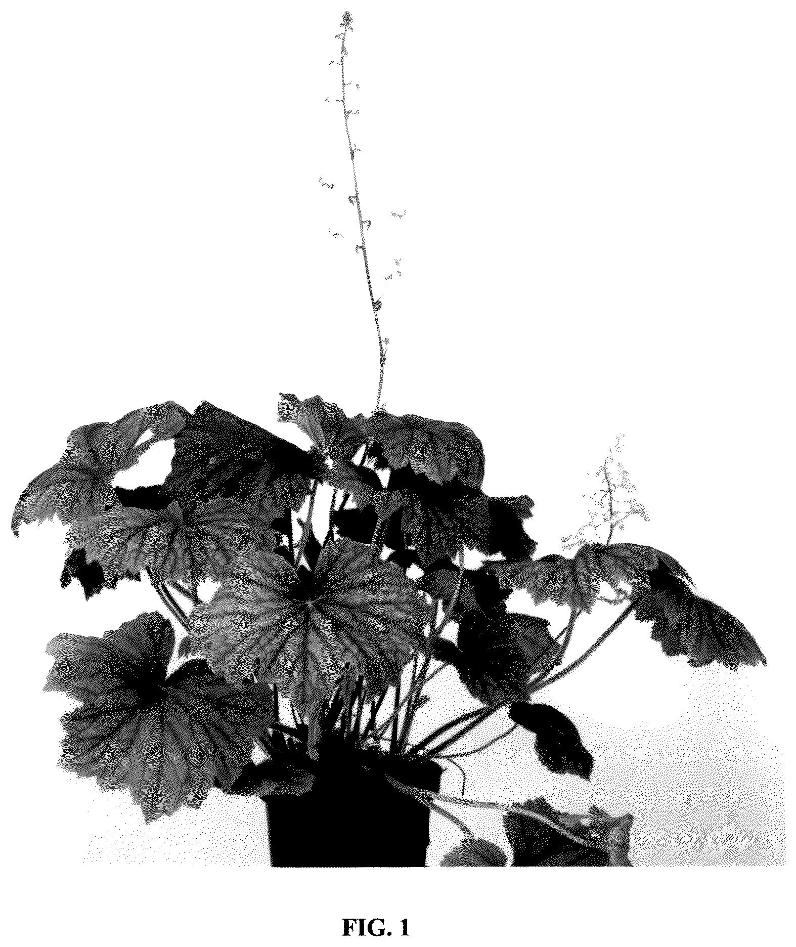Patent USPP036328 — Heuchera plant named ‘Spitfire’ — Figure 1
