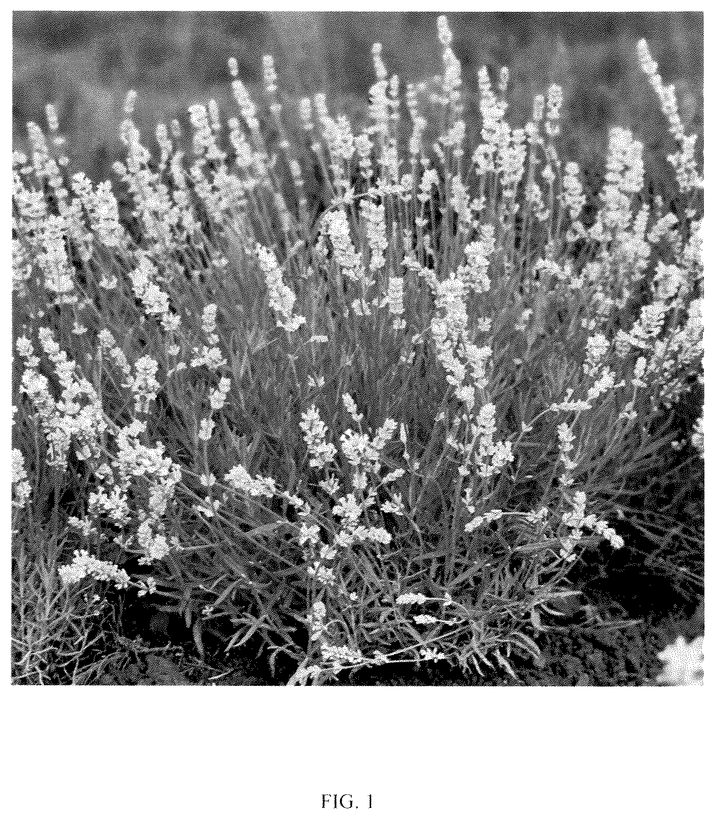 Patent USPP036329 Figure 1 – Lavandula plant named ‘ZANLACUB’