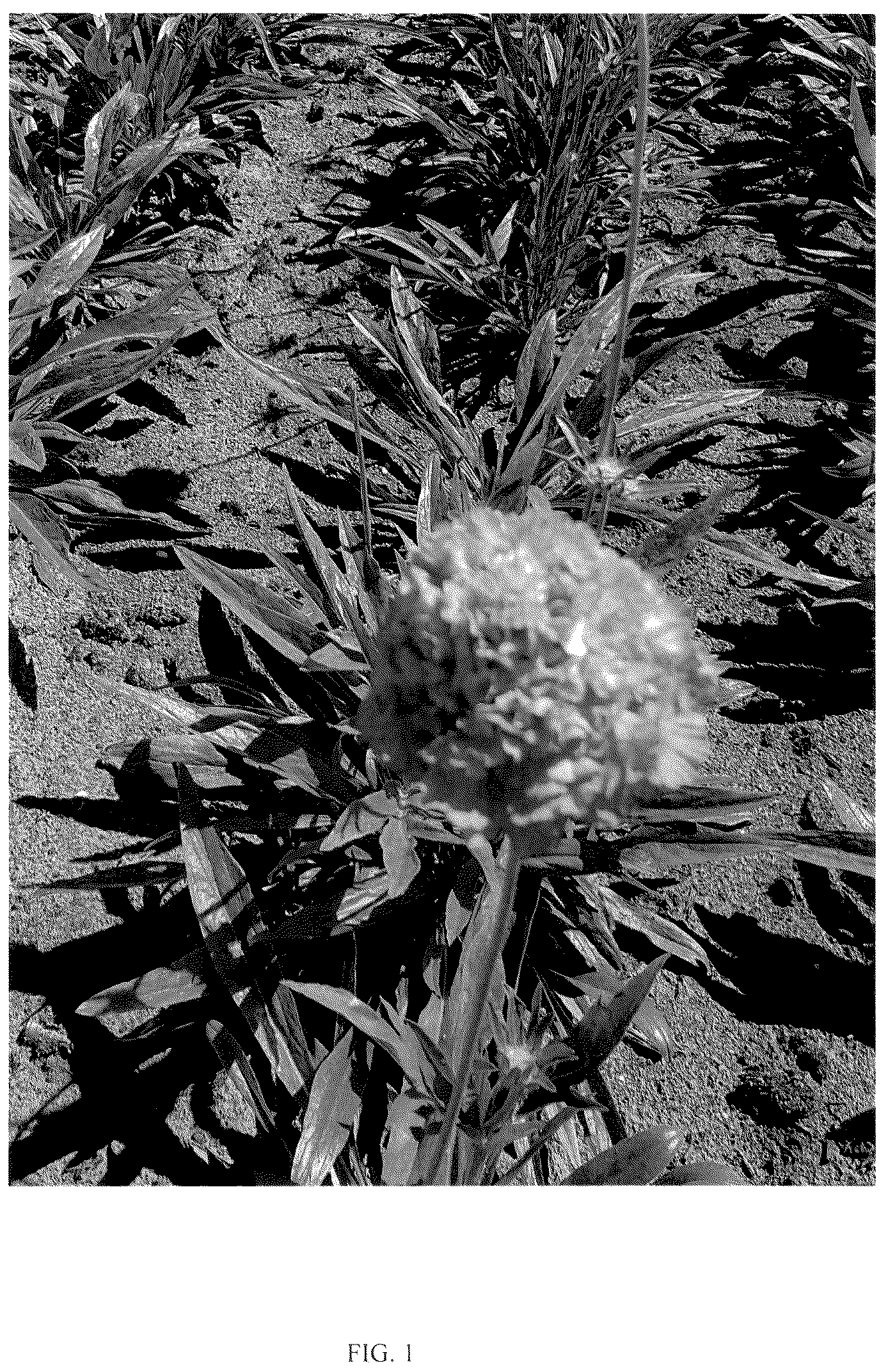 Patent USPP036330 — Scabiosa plant named ‘ScaMav01’ — Figure 1