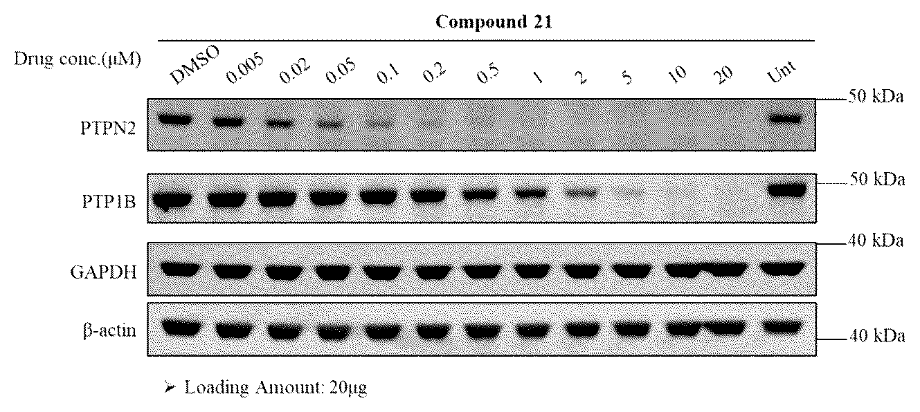 Patent US12297193 Figure 1 – PTPN2/PTP1B degrader and therapeutic method thereof