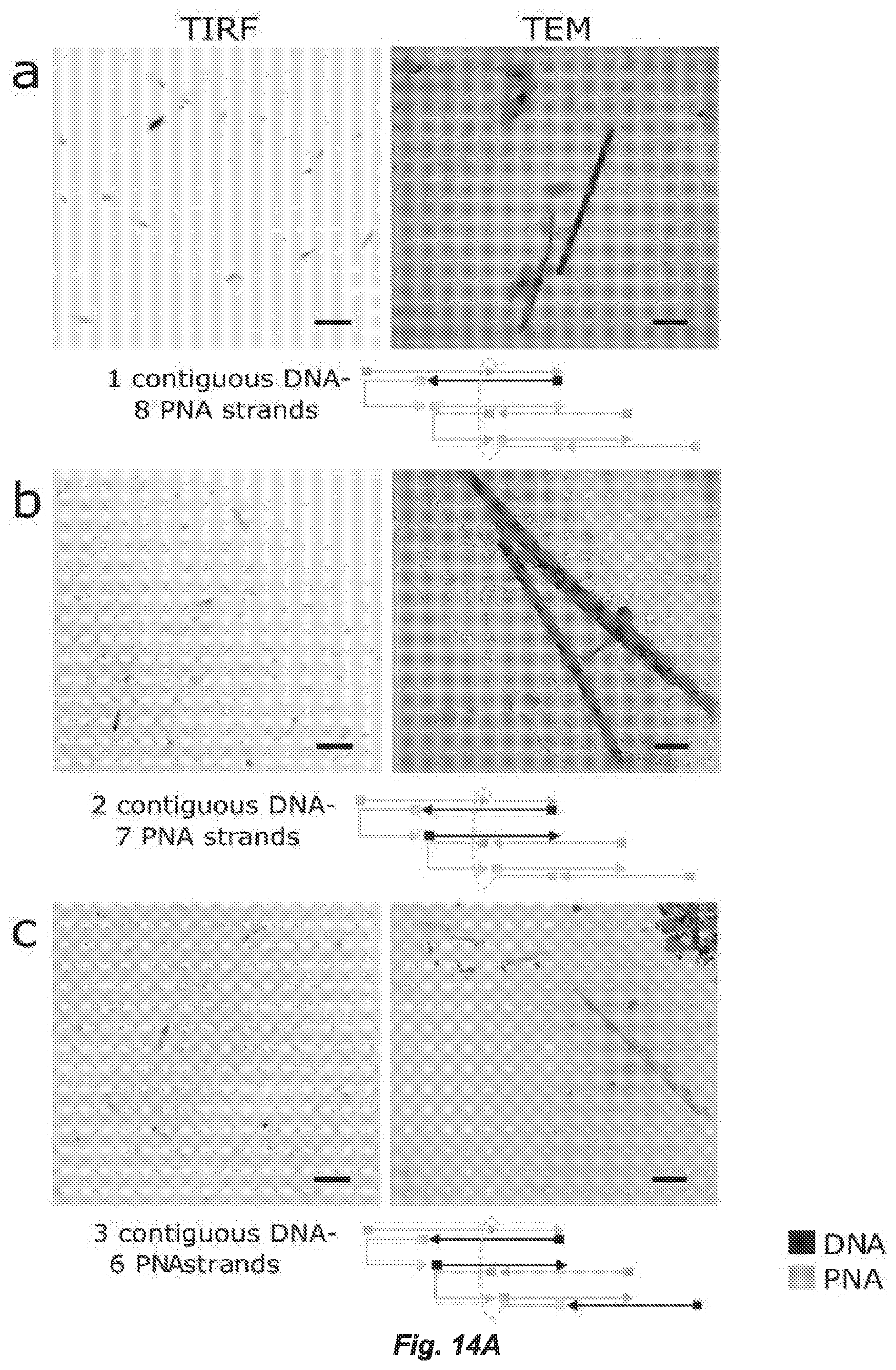 Patent US12297231 Figure 14 – Shape-responsive nanostructures