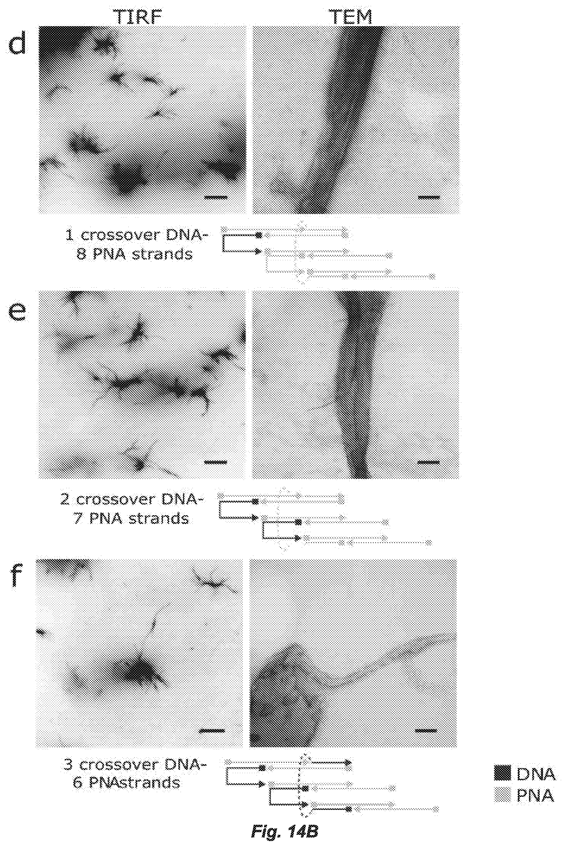 Patent US12297231 Figure 15 – Shape-responsive nanostructures