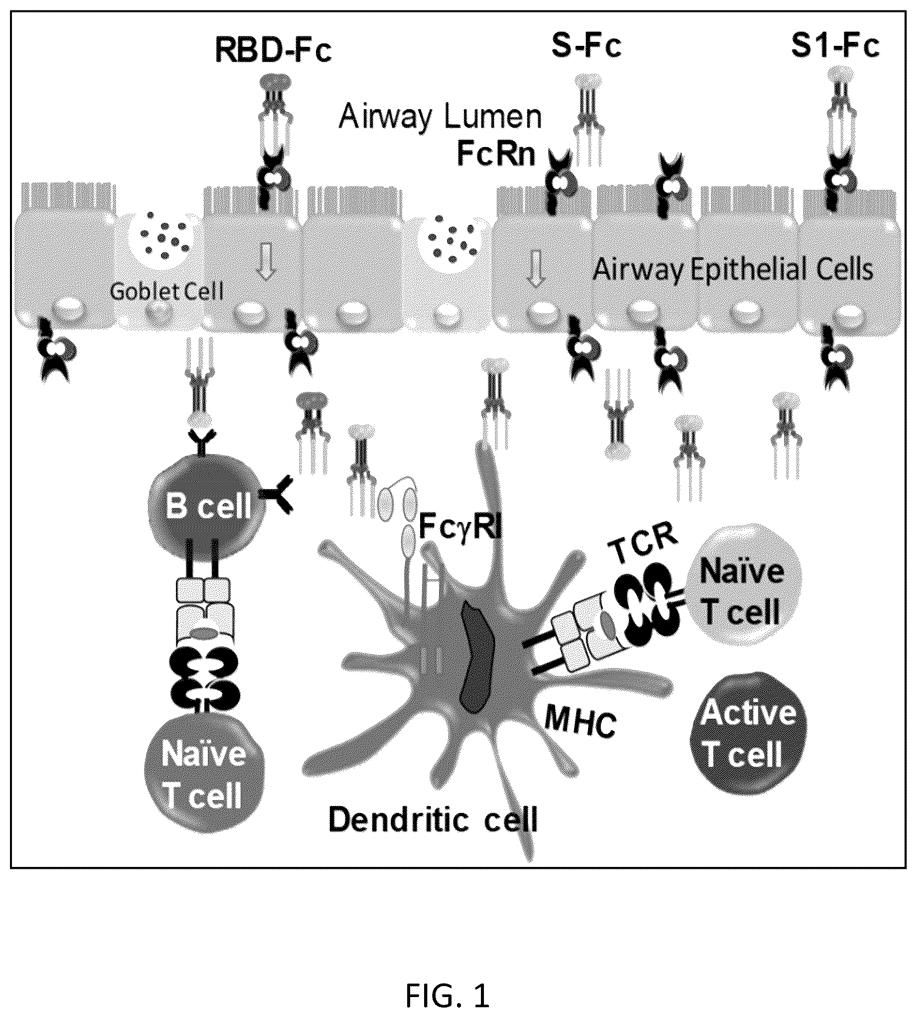 Patent US12297232 Figure 1 – Compositions and methods for mucosal vaccination against SARS-CoV-2