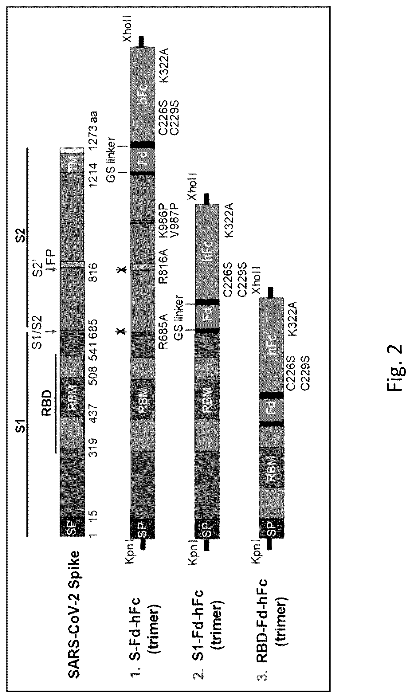 Patent US12297232 Figure 2 – Compositions and methods for mucosal vaccination against SARS-CoV-2