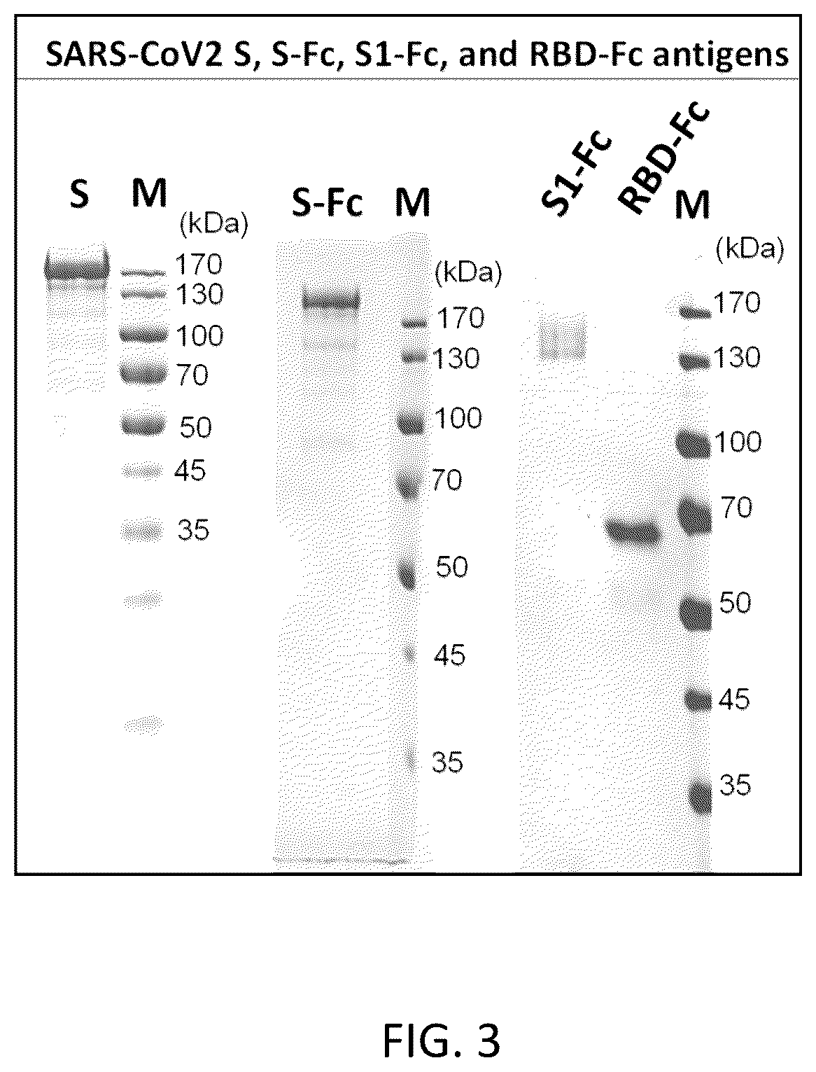 Patent US12297232 Figure 3 – Compositions and methods for mucosal vaccination against SARS-CoV-2