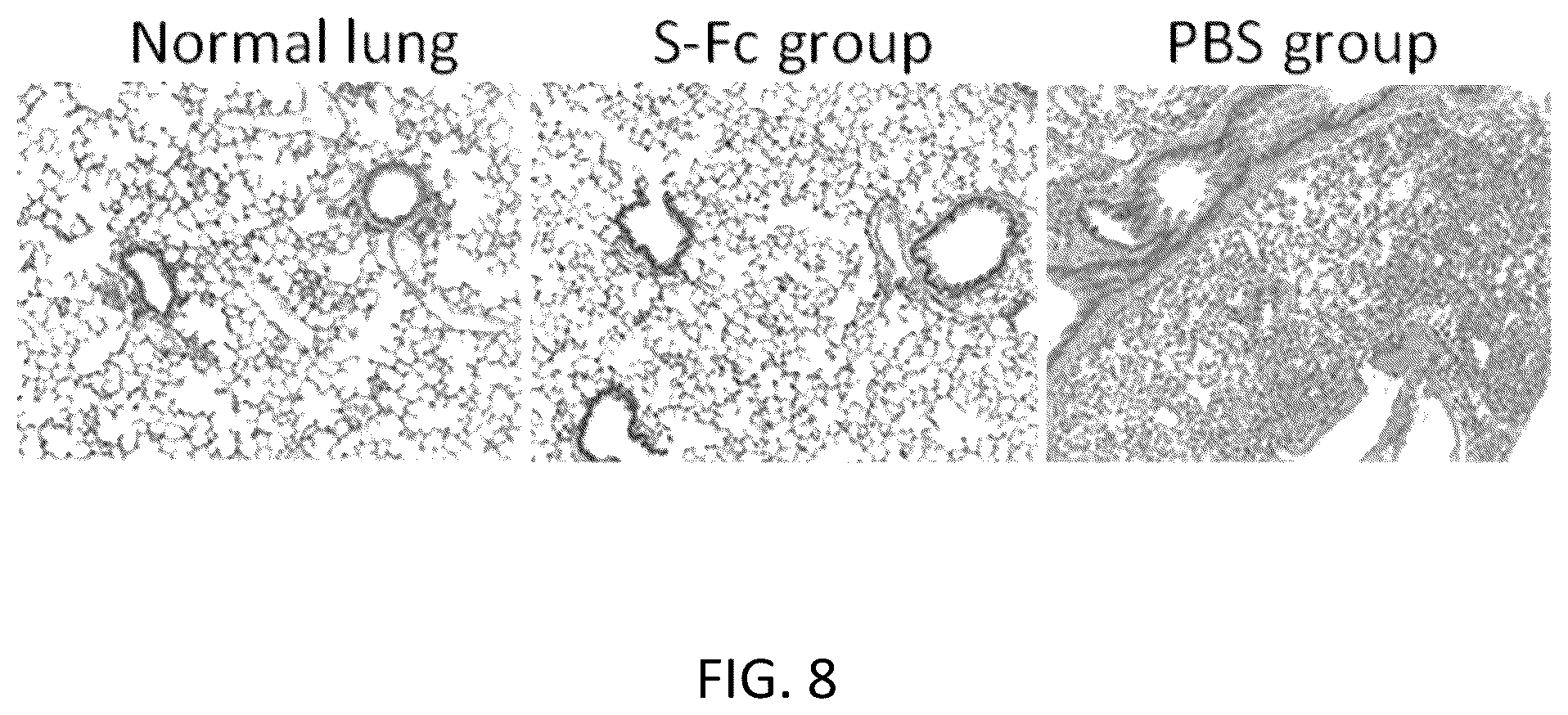 Patent US12297232 Figure 8 – Compositions and methods for mucosal vaccination against SARS-CoV-2