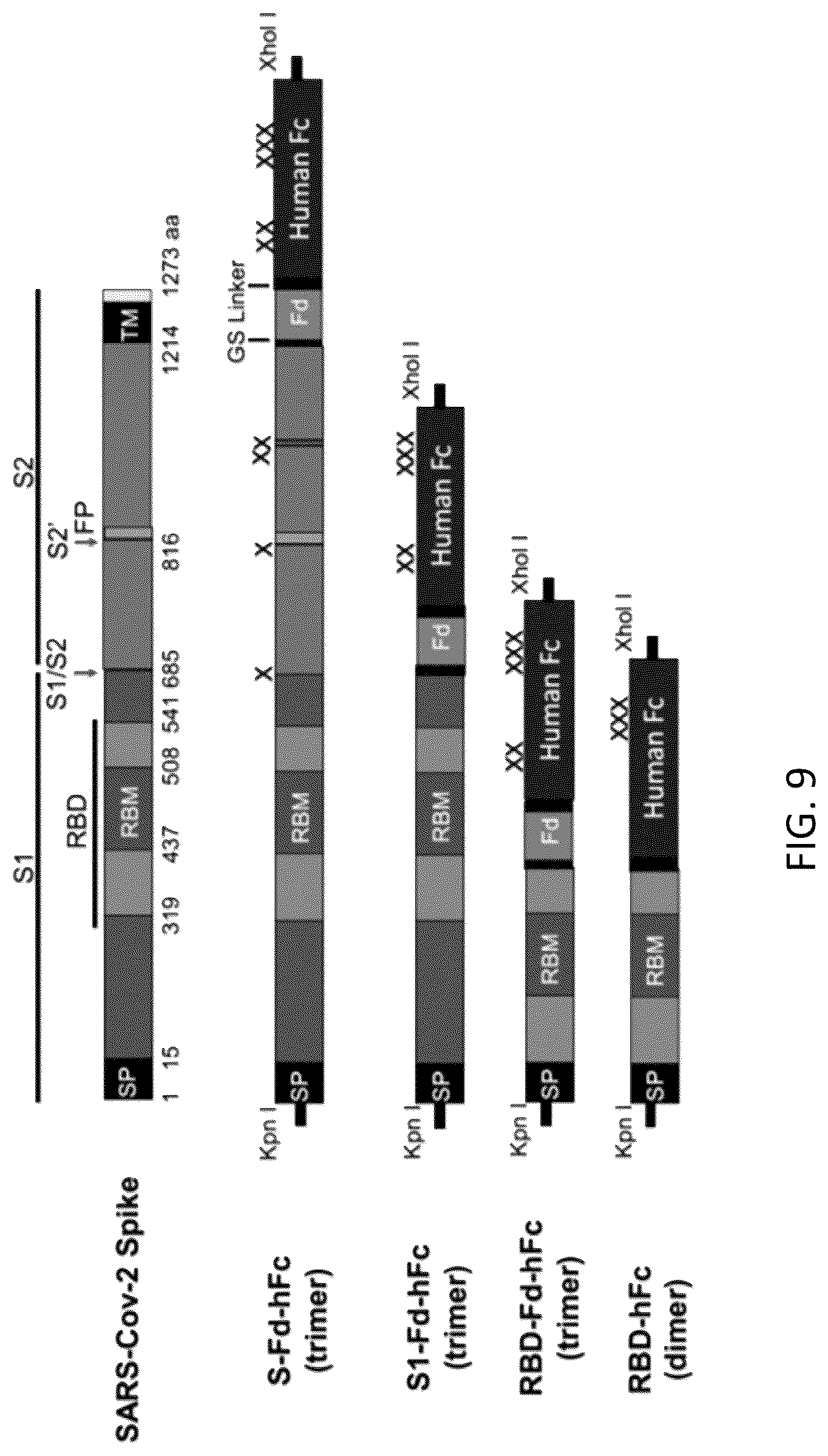 Patent US12297232 Figure 9 – Compositions and methods for mucosal vaccination against SARS-CoV-2