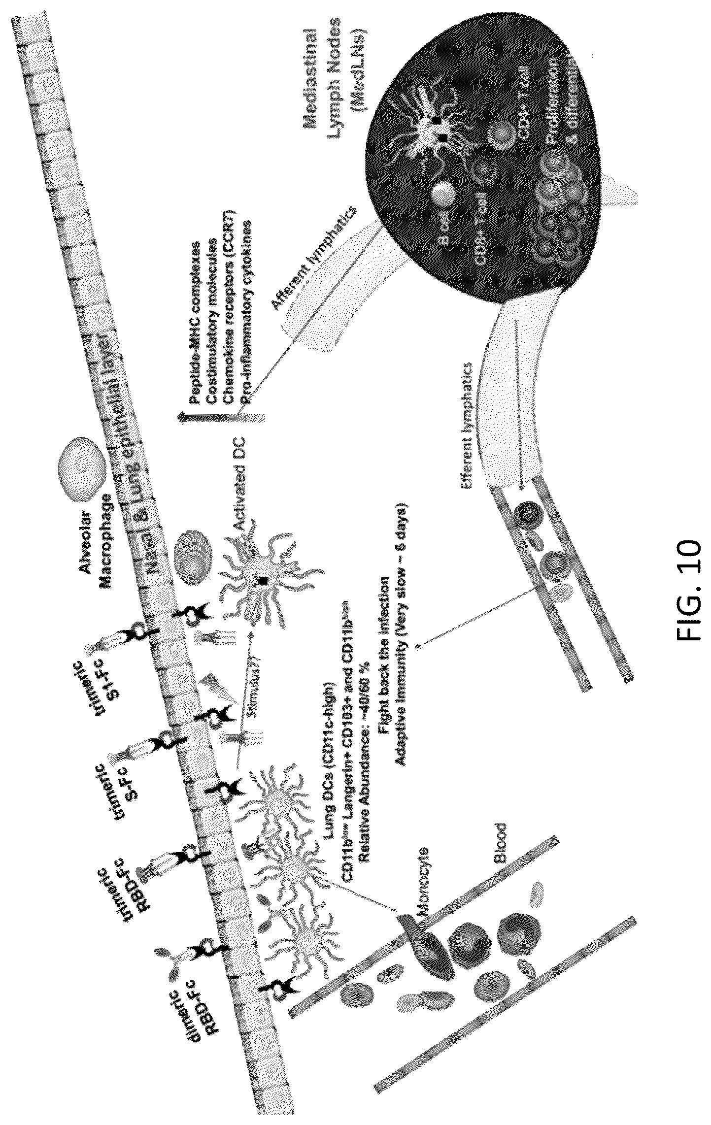 Patent US12297232 Figure 10 – Compositions and methods for mucosal vaccination against SARS-CoV-2