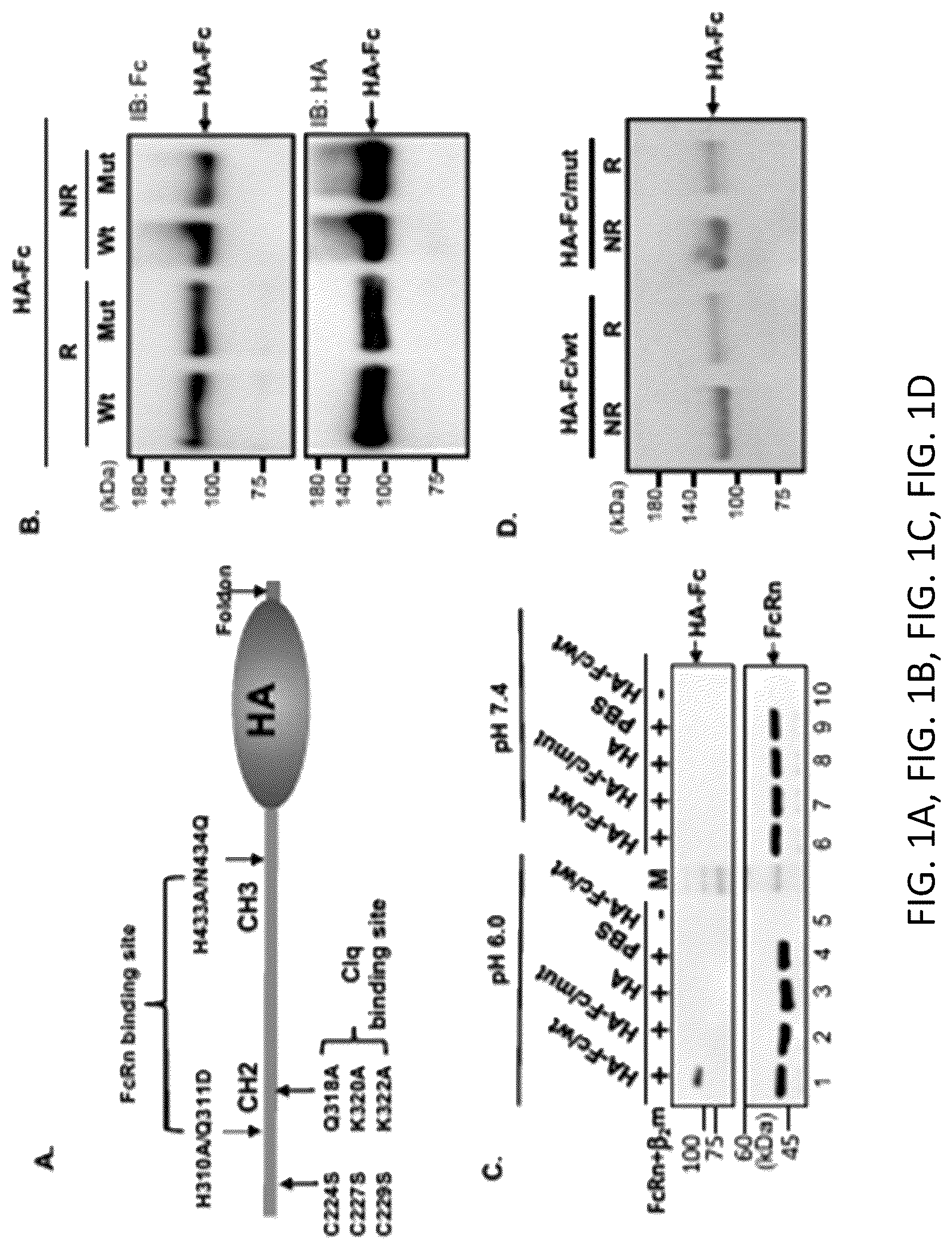 Patent US12297233 Figure 1 – FcRn-targeted mucosal vaccination against influenza infections