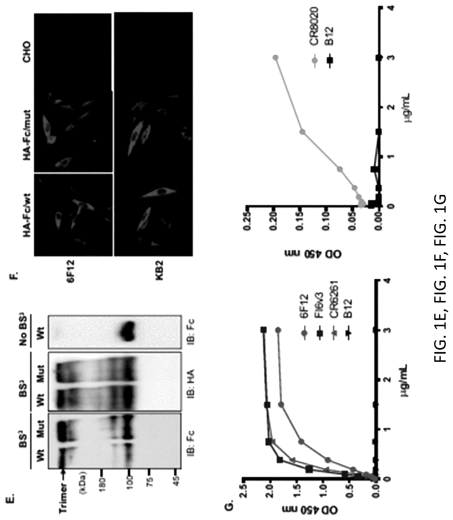 Patent US12297233 Figure 2 – FcRn-targeted mucosal vaccination against influenza infections