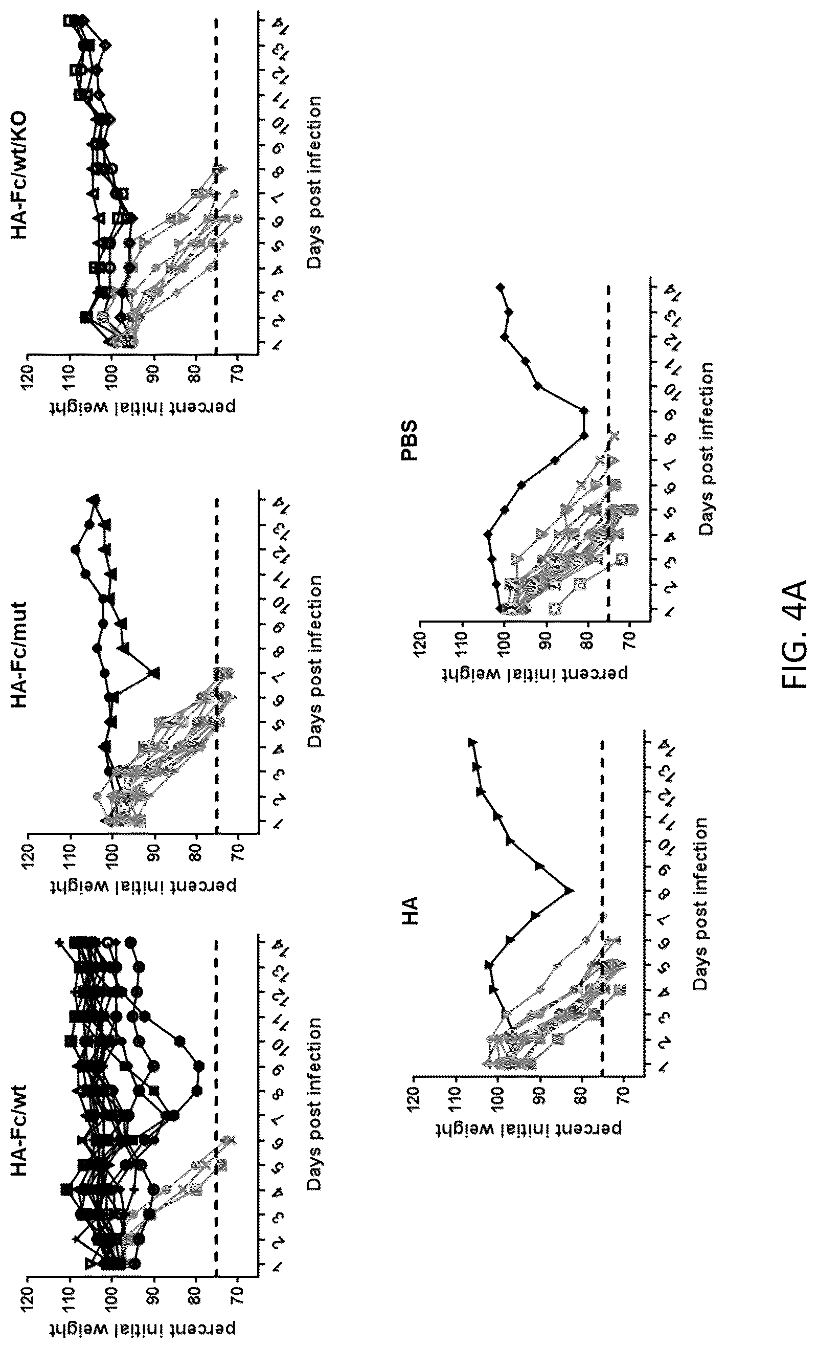 Patent US12297233 Figure 5 – FcRn-targeted mucosal vaccination against influenza infections