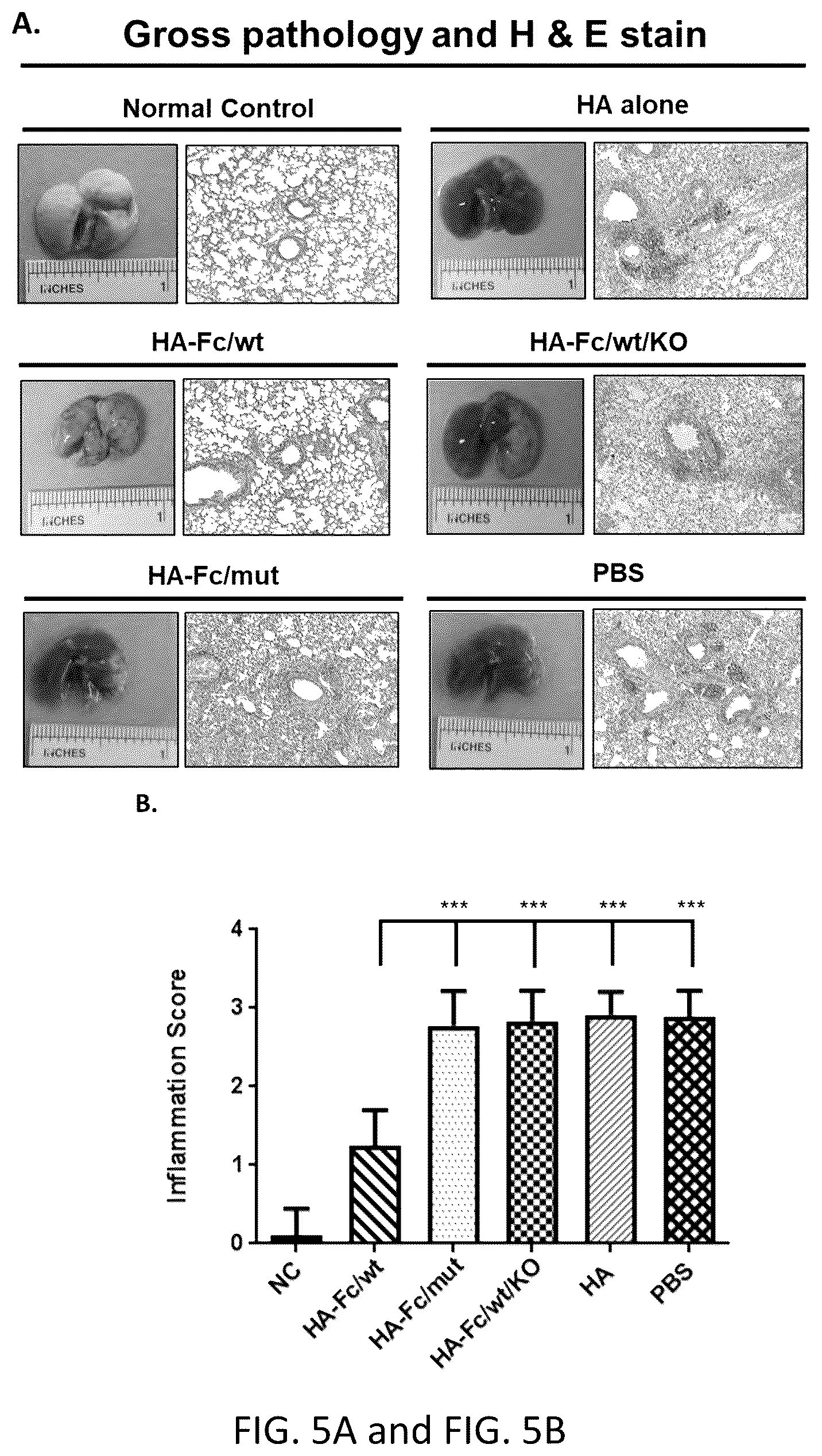 Patent US12297233 Figure 7 – FcRn-targeted mucosal vaccination against influenza infections