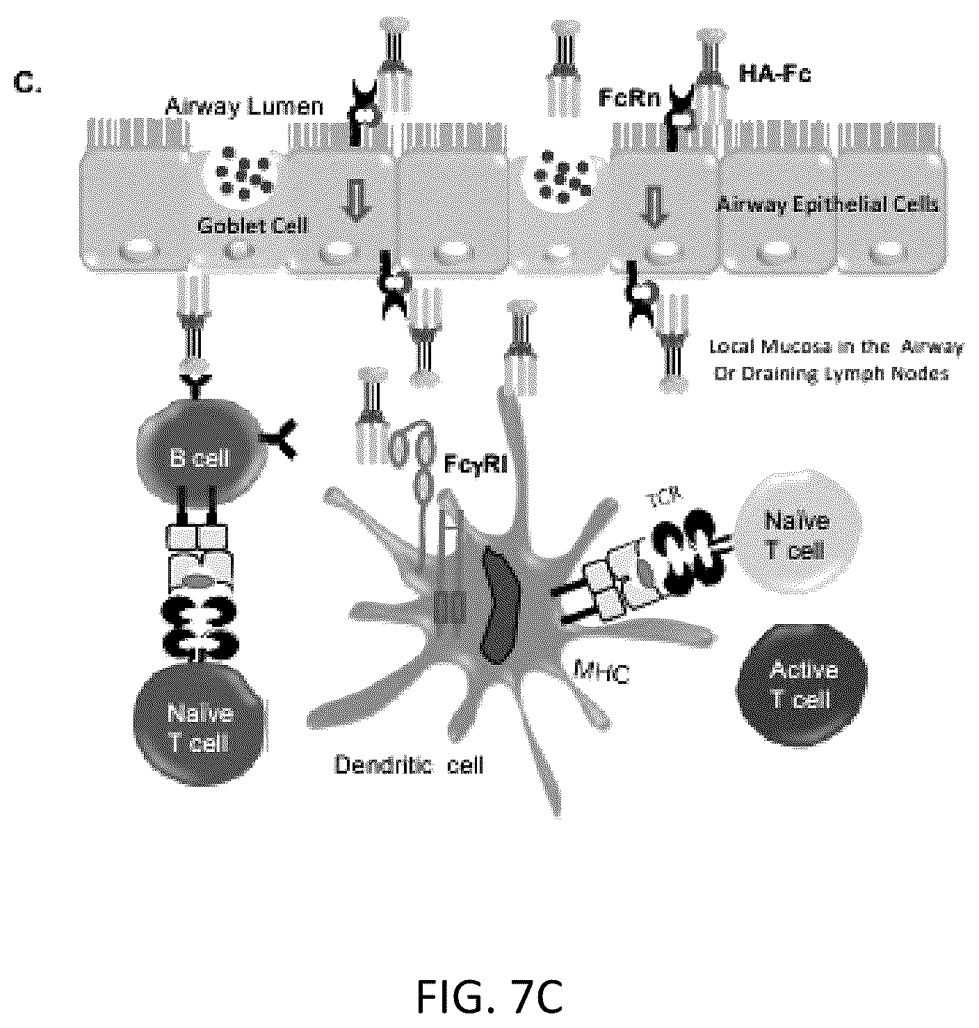 Patent US12297233 Figure 11 – FcRn-targeted mucosal vaccination against influenza infections