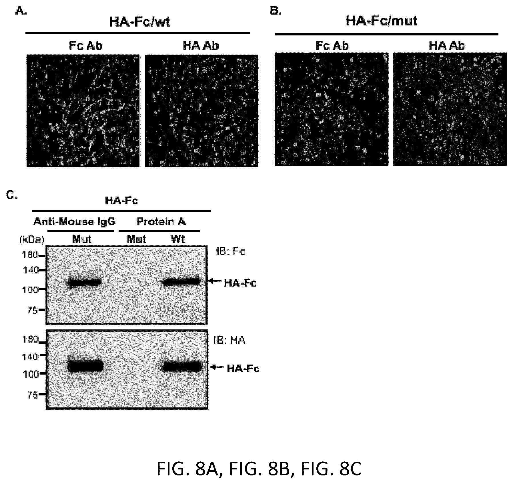 Patent US12297233 Figure 12 – FcRn-targeted mucosal vaccination against influenza infections