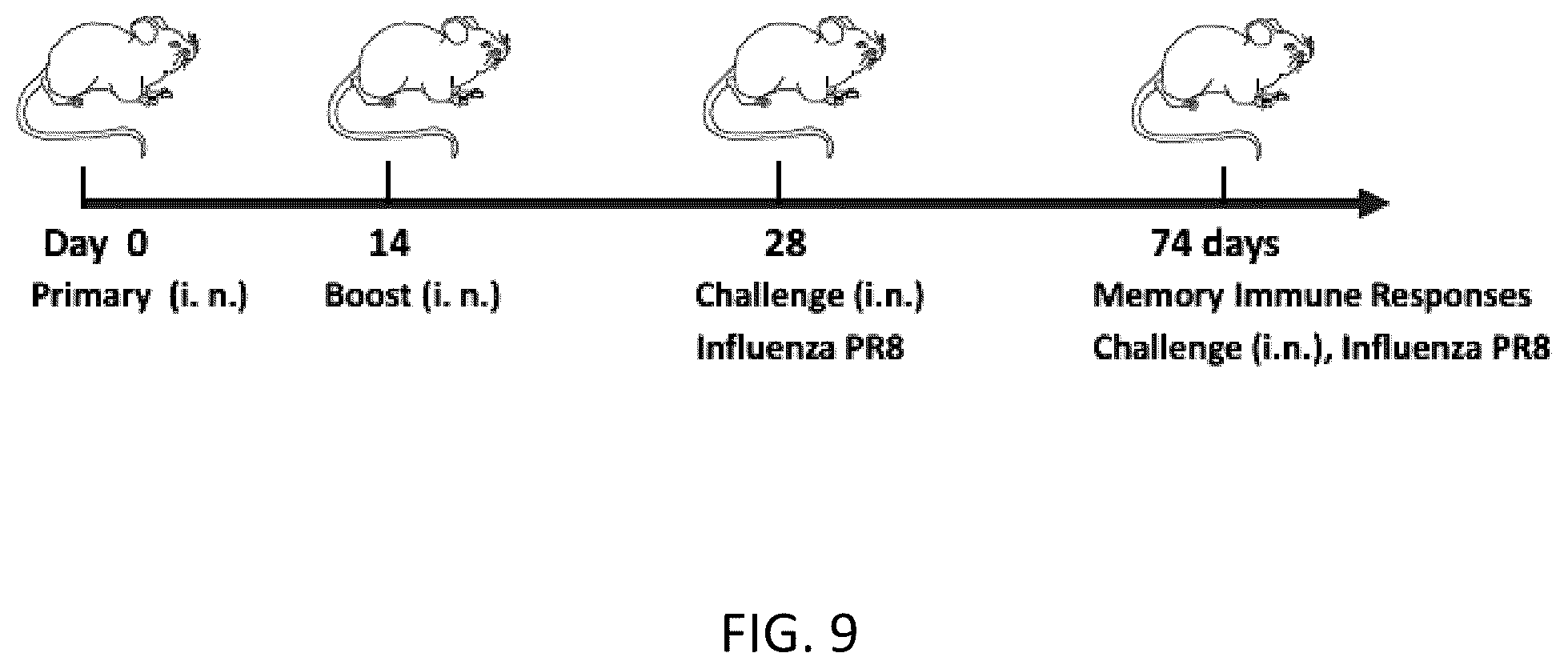 Patent US12297233 Figure 13 – FcRn-targeted mucosal vaccination against influenza infections