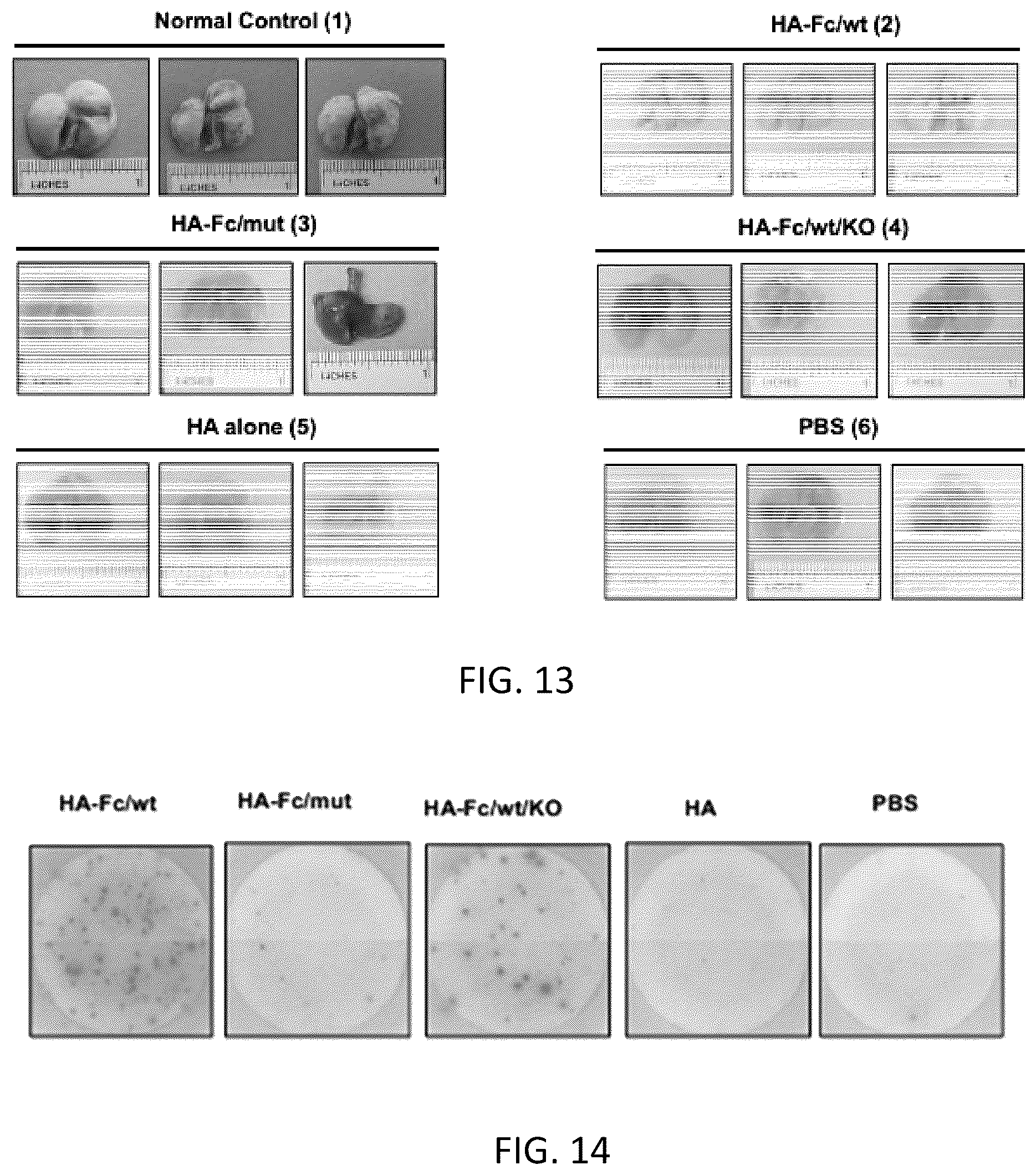 Patent US12297233 Figure 17 – FcRn-targeted mucosal vaccination against influenza infections
