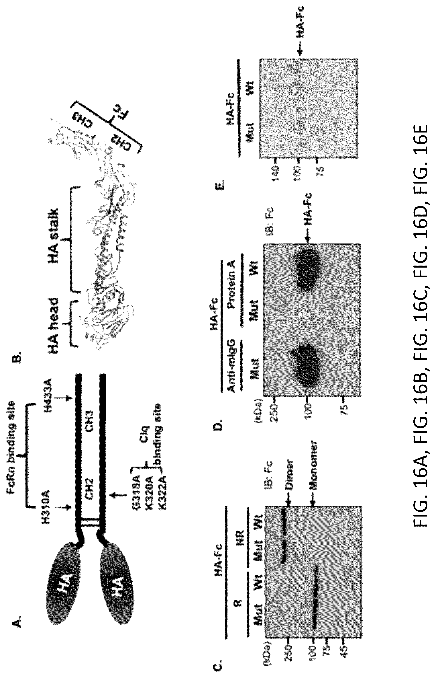 Patent US12297233 Figure 19 – FcRn-targeted mucosal vaccination against influenza infections