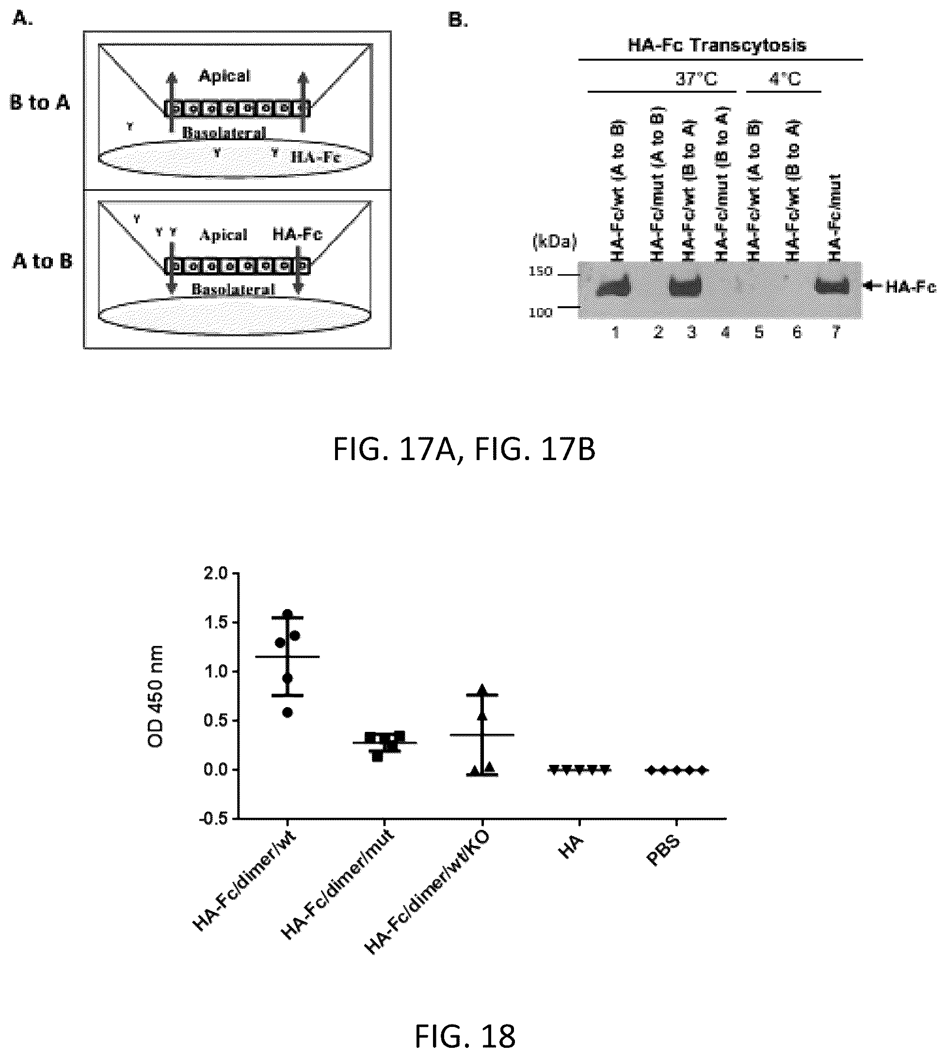 Patent US12297233 Figure 20 – FcRn-targeted mucosal vaccination against influenza infections