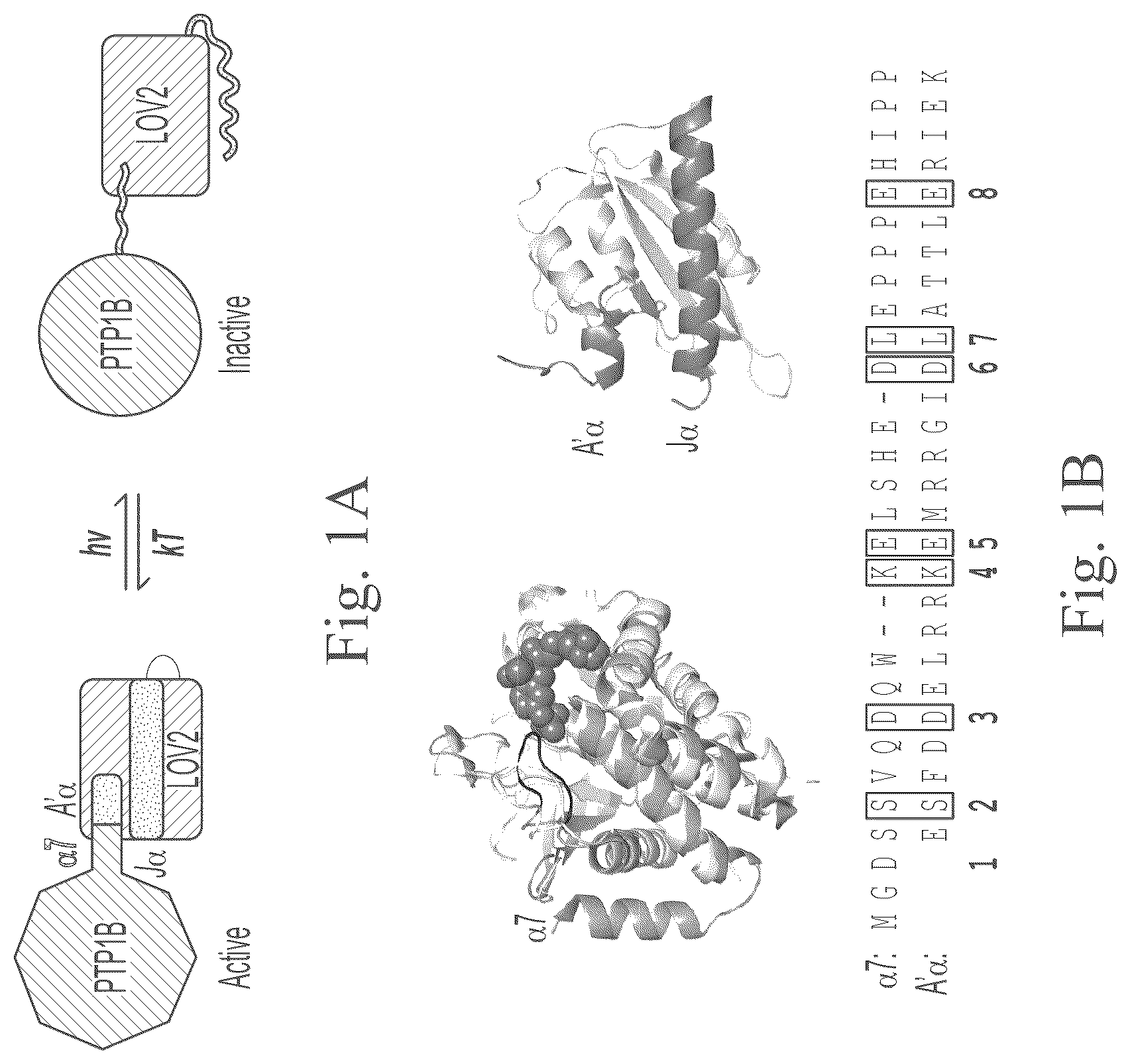 Patent US12297234 Figure 1 – Genetically encoded system for constructing and detecting biologically active agents