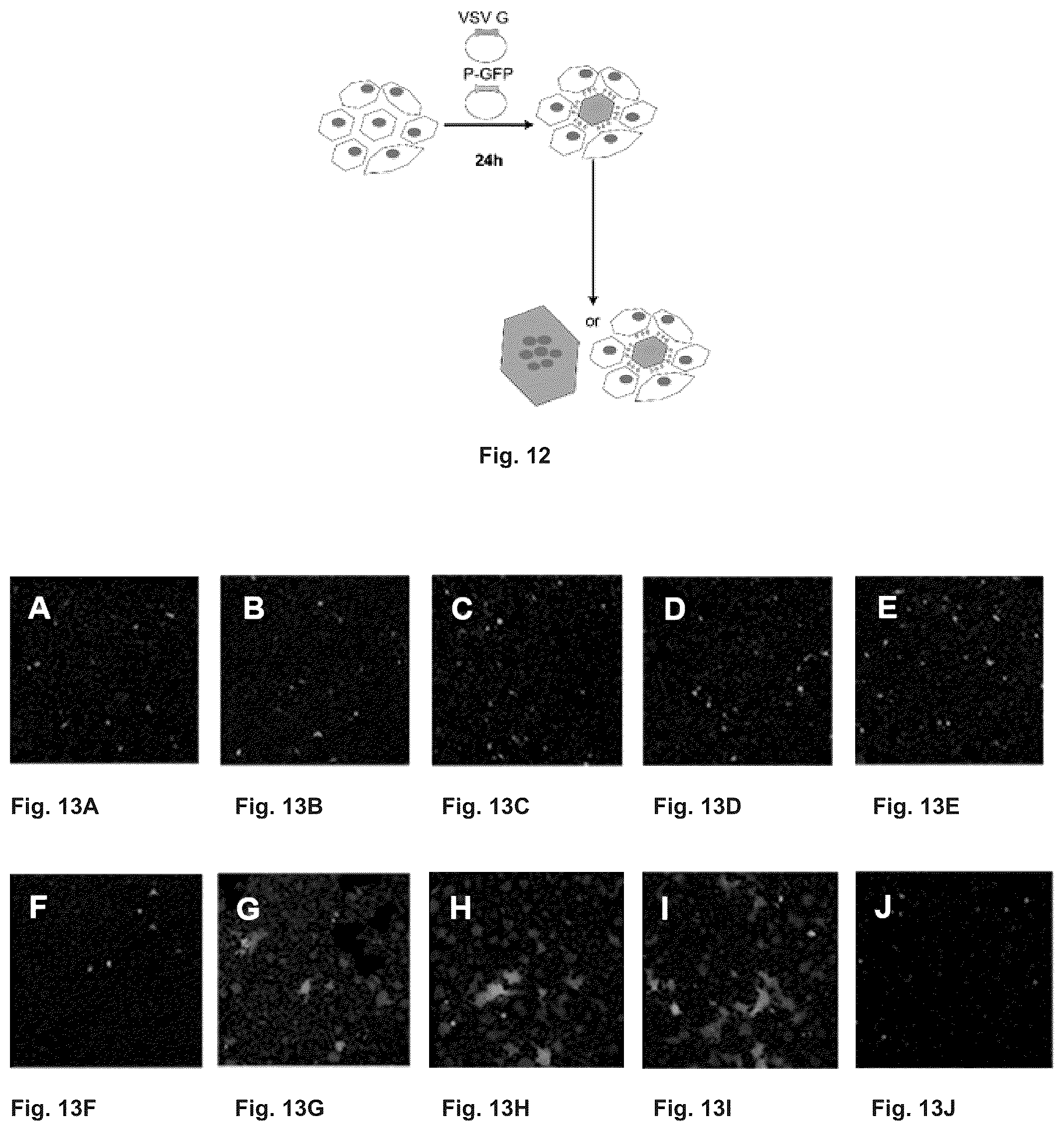 Patent US12297237 Figure 7 – Mutated glycoprotein of vesicular stomatitis virus