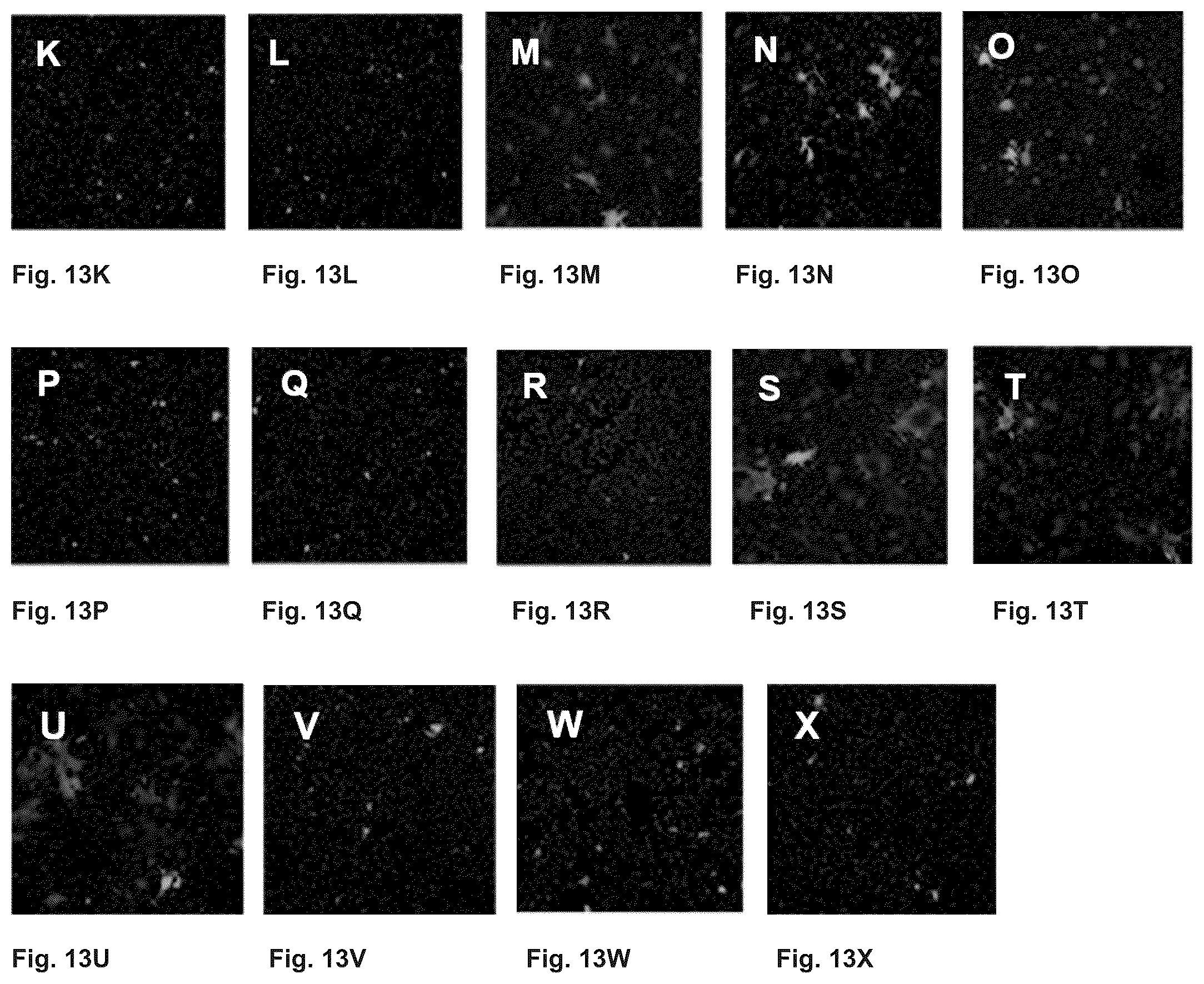 Patent US12297237 Figure 8 – Mutated glycoprotein of vesicular stomatitis virus