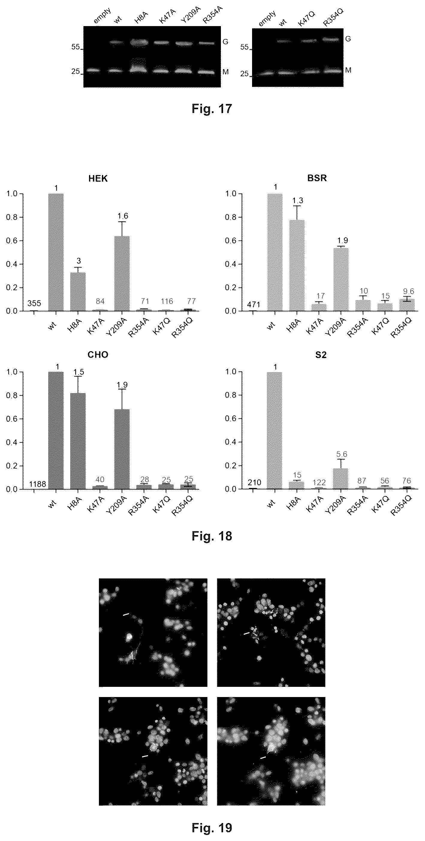 Patent US12297237 Figure 11 – Mutated glycoprotein of vesicular stomatitis virus