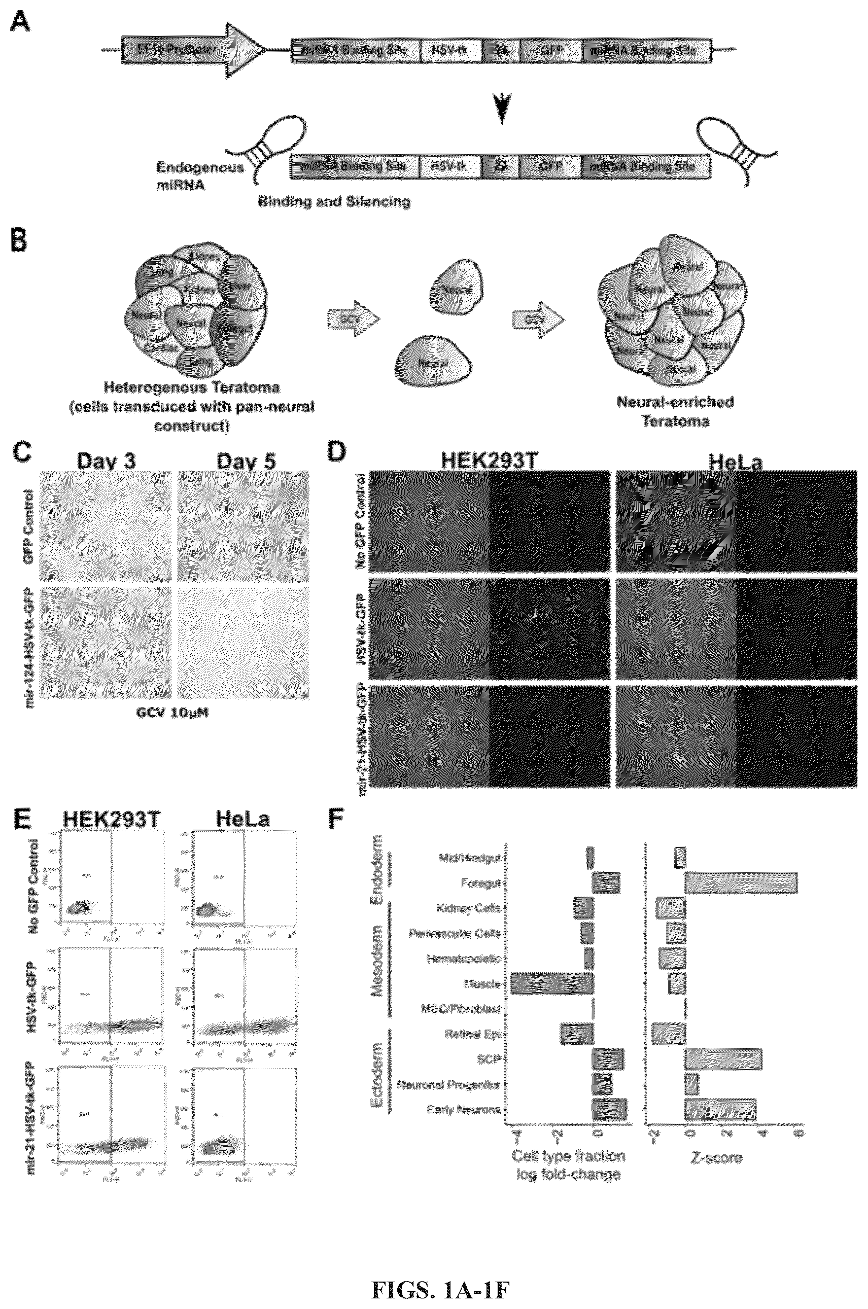 Patent US12297241 — Method to engineer transplantable human tissues — Figure 1