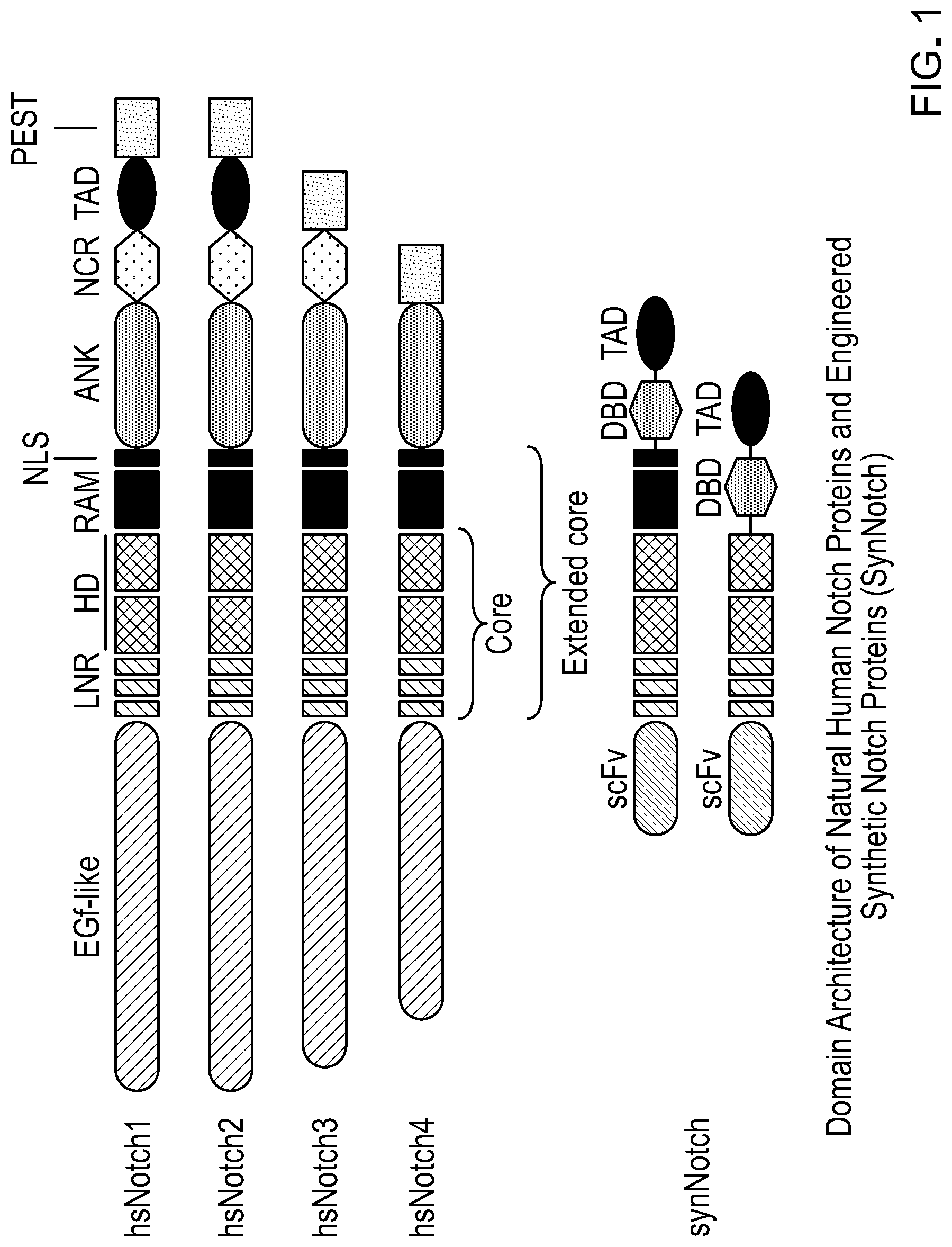 Patent US12297243 Figure 1 – Methods and compositions for reducing the immunogenicity of chimeric notch receptors