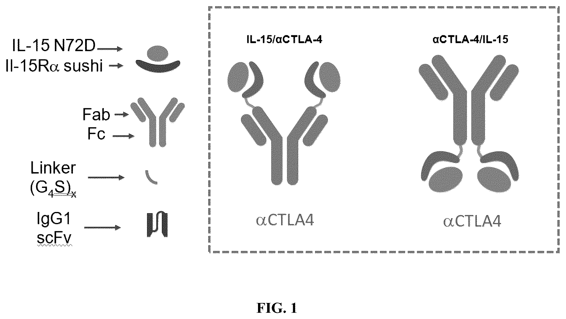 Patent US12297247 — Fusion molecules of CTLA4 and IL-15 — Figure 1