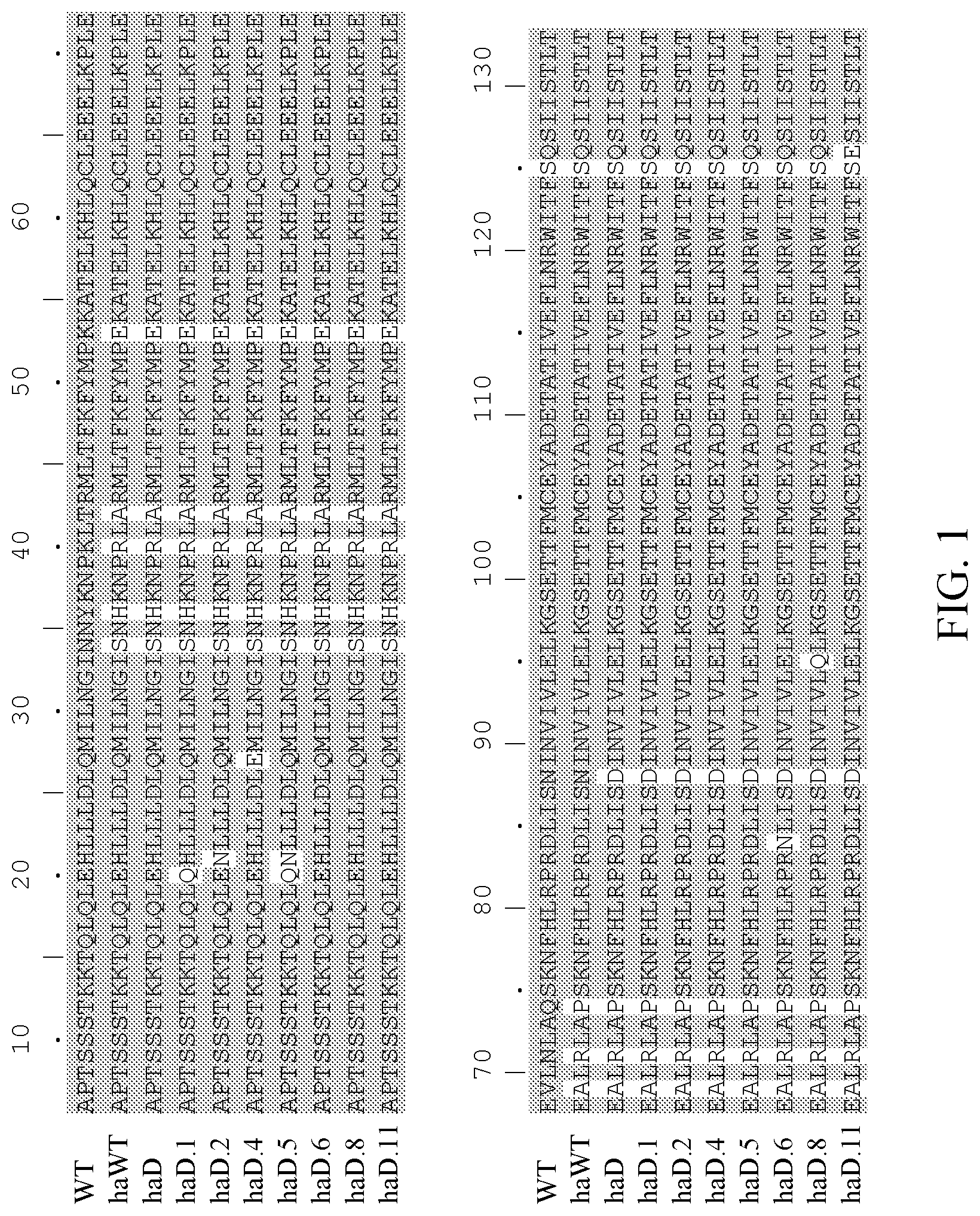 Patent US12297248 Figure 1 – Methods of treating graft versus host disease using IL-2 muteins