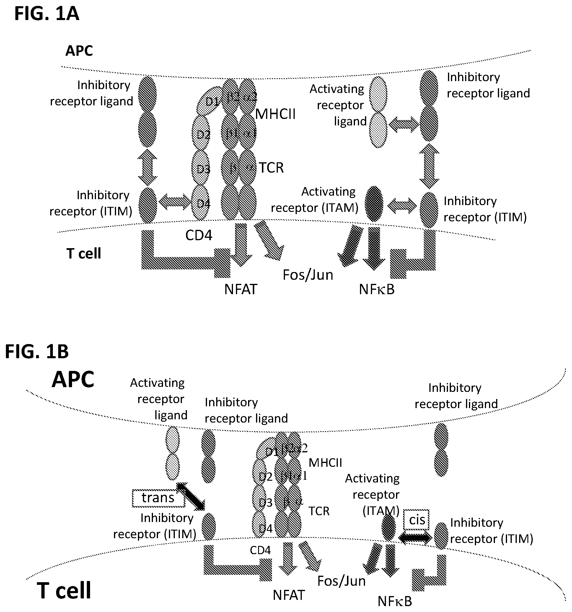 Patent US12297253 Figure 1 – Multi-domain immunomodulatory proteins and methods of use thereof