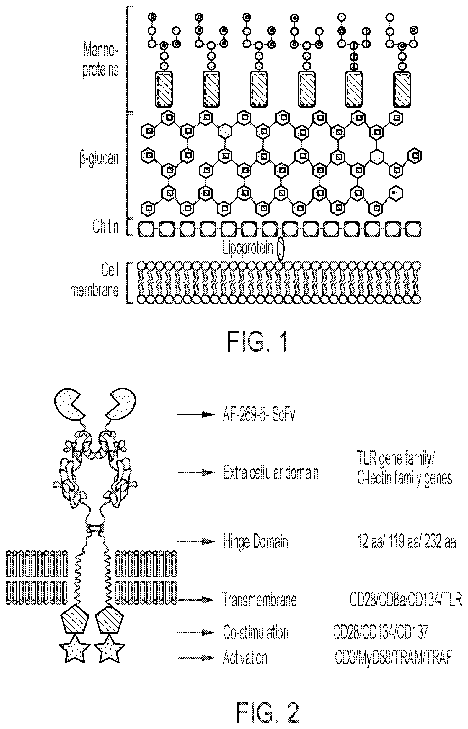 Patent US12297259 — Aspergillus antigen chimeric receptors and use thereof — Figure 1