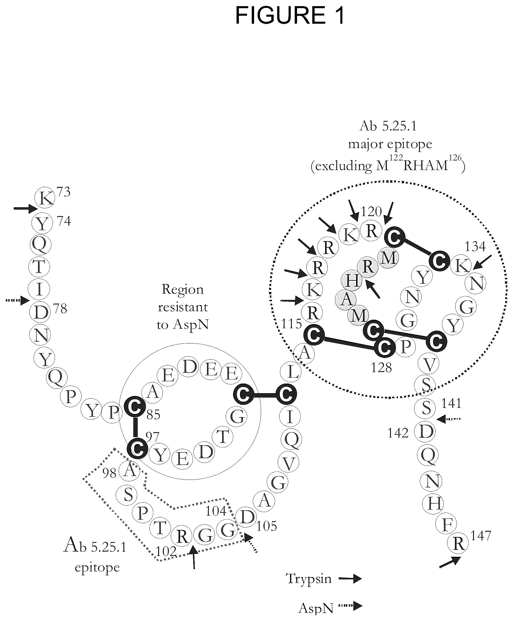 Patent US12297260 — DKK1 antibodies and methods of use — Figure 1