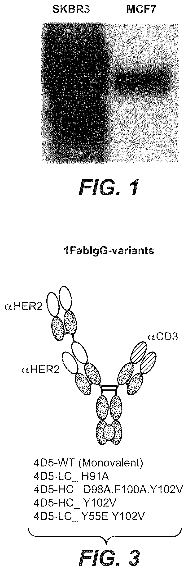 Patent US12297270 — Bispecific antigen-binding molecules and methods of use — Figure 1