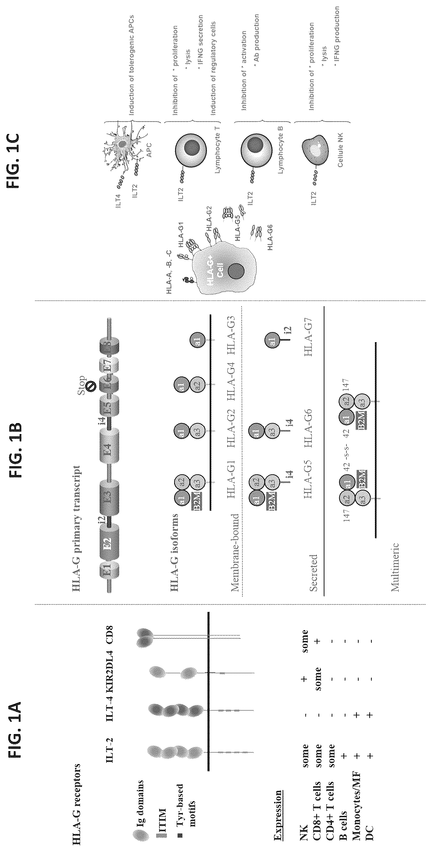 Patent US12297275 Figure 1 – Chimeric antigen receptors against multiple HLA-G isoforms