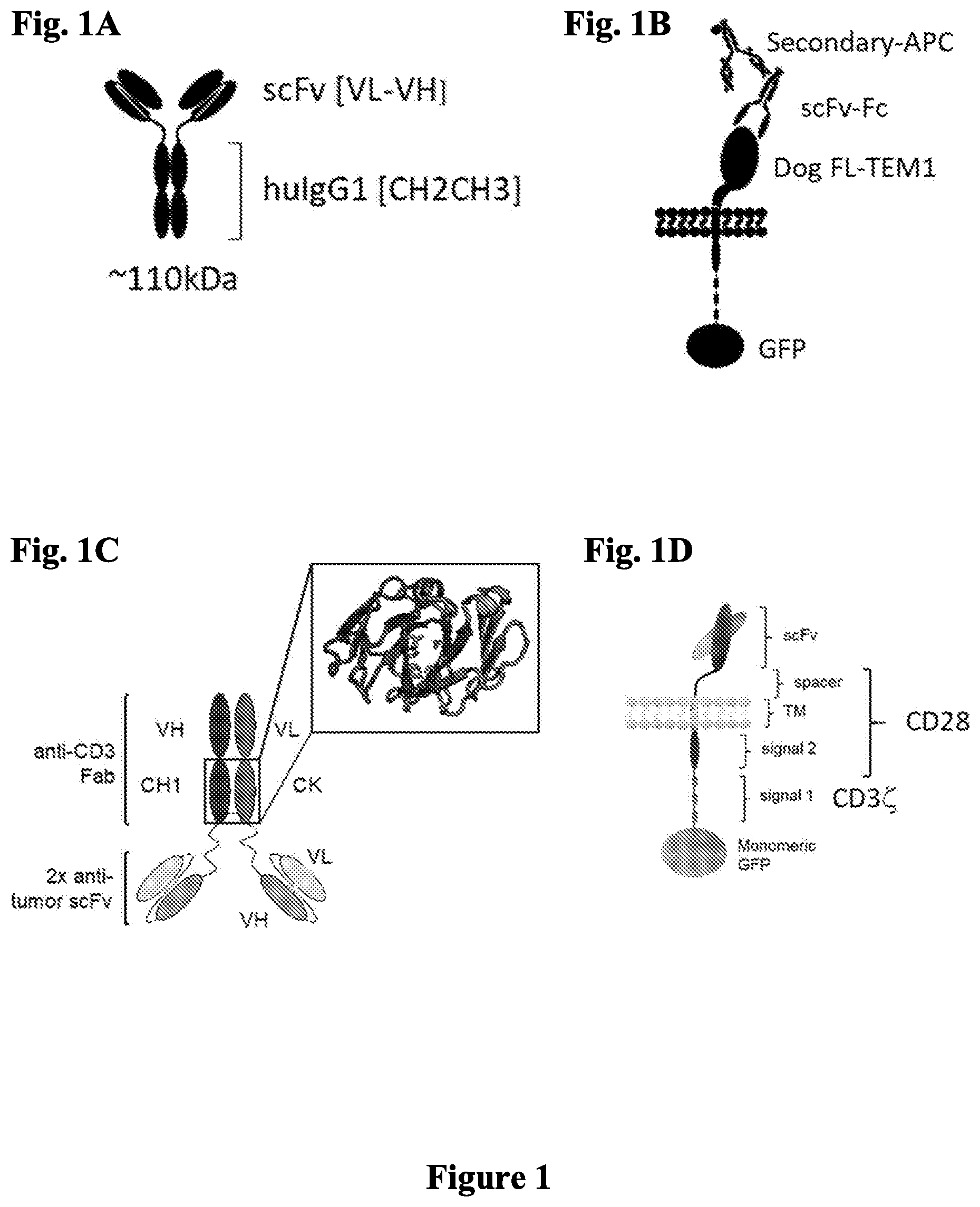 Patent US12297276 — Anti-TEM1 antibodies and antigen-binding portions thereof — Figure 1
