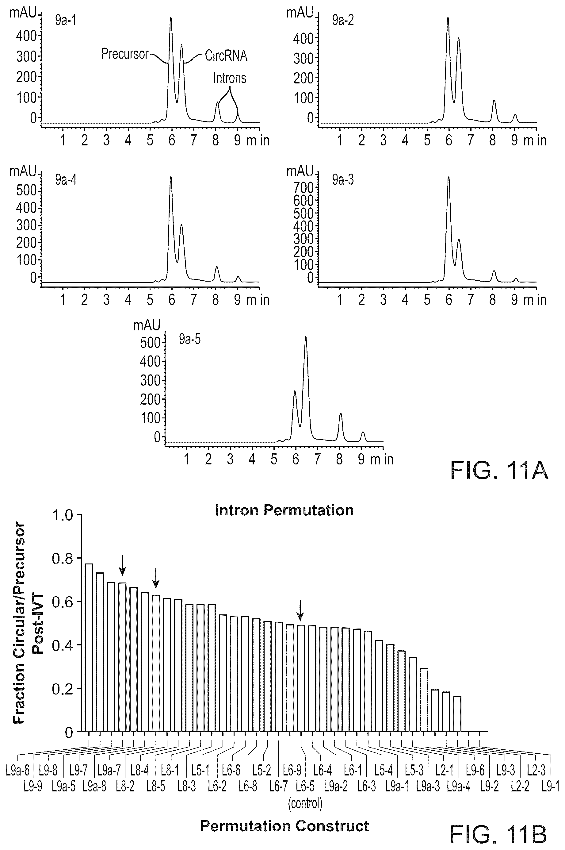 Patent US12297285 Figure 17 – Circular RNA encoding chimeric antigen receptors targeting BCMA