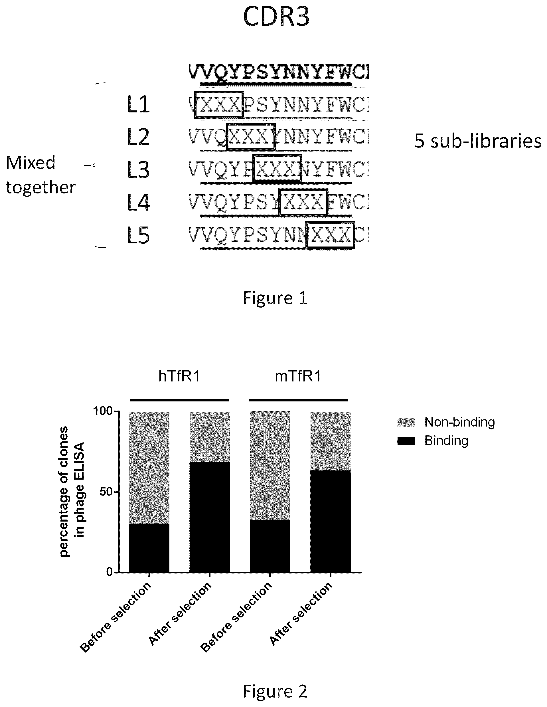 Patent US12297286 — Transferrin receptor (TFR)-selective binding peptides capable of crossing the blood brain barrier, encoding nucleic acids thereof and methods of use thereof — Figure 1