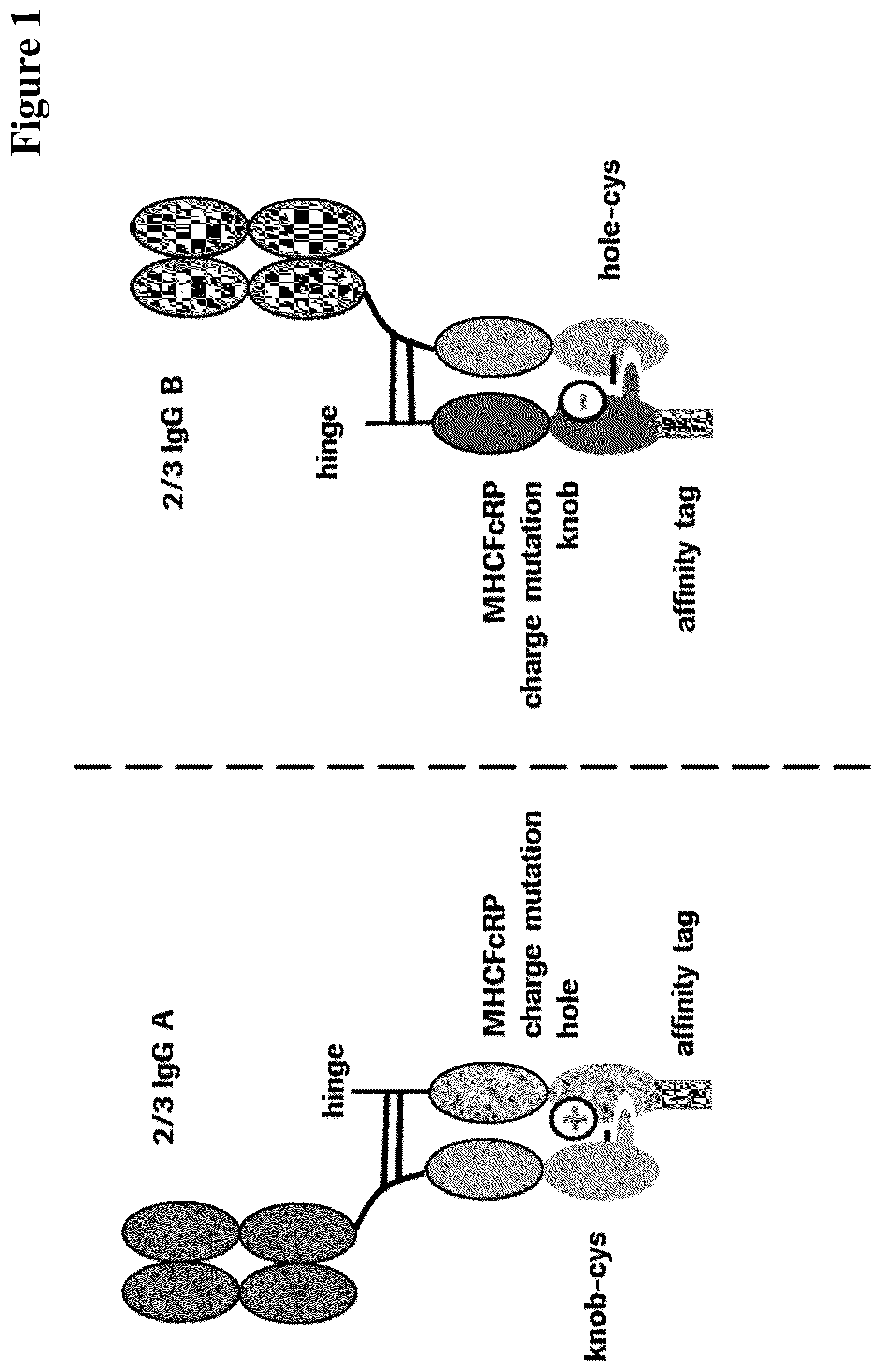 Patent US12297290 Figure 1 – Method for generating multispecific antibodies from monospecific antibodies